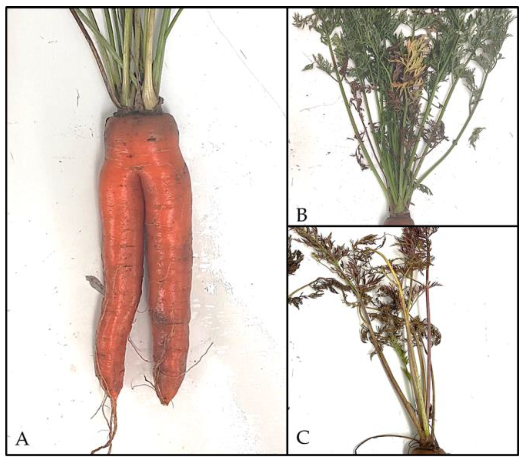 Biology 14 01152 g002 Biology 14 01152 g002