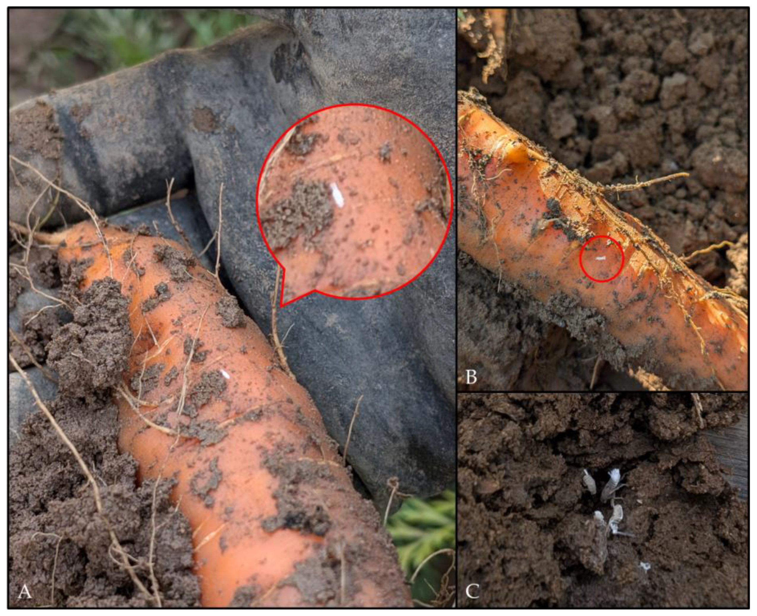 Biology 14 01152 g003 Biology 14 01152 g003