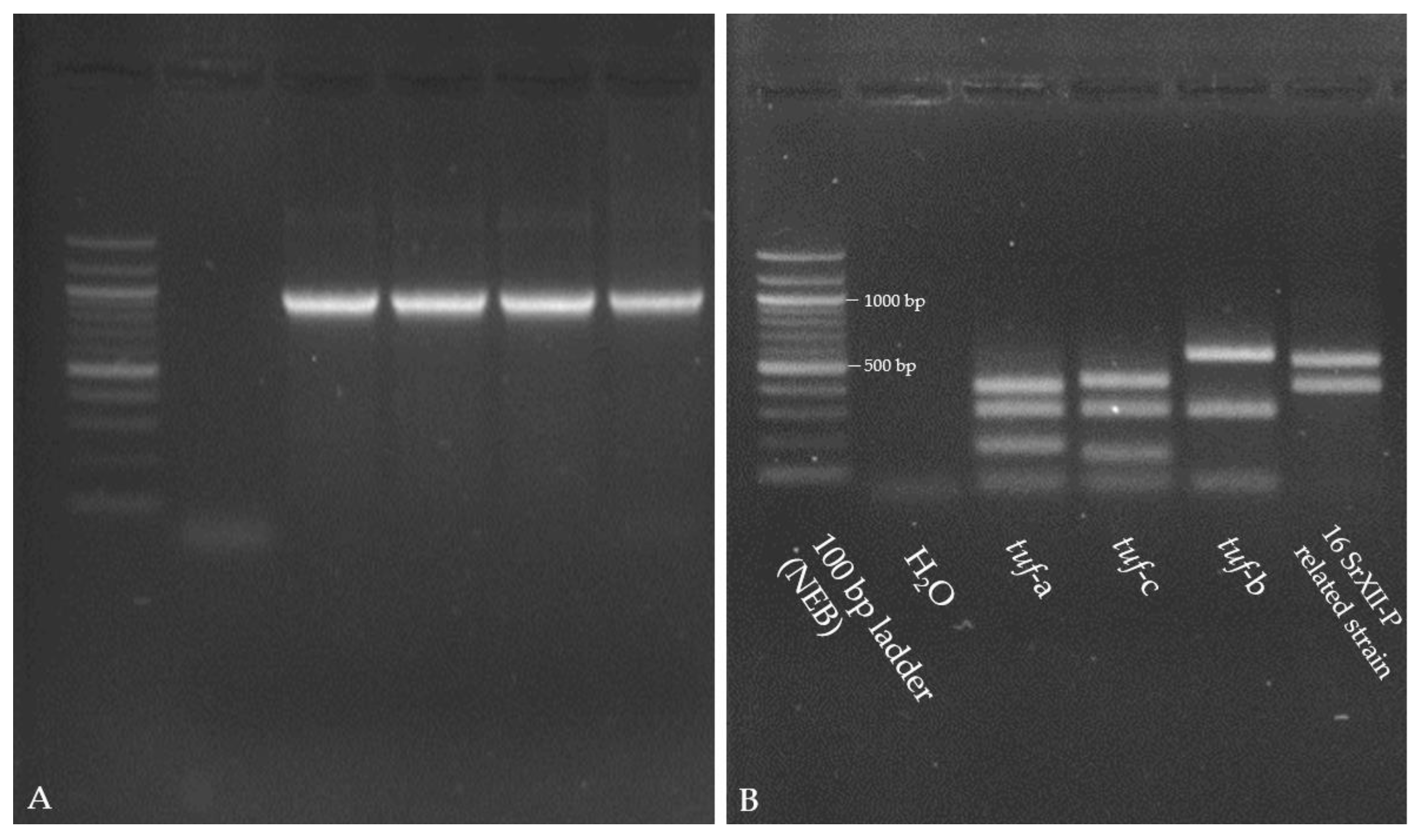 Biology 14 01152 g004 Biology 14 01152 g004