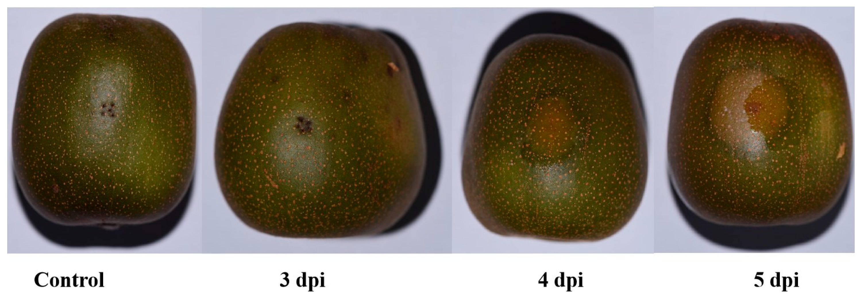 Biology 14 01169 g001
