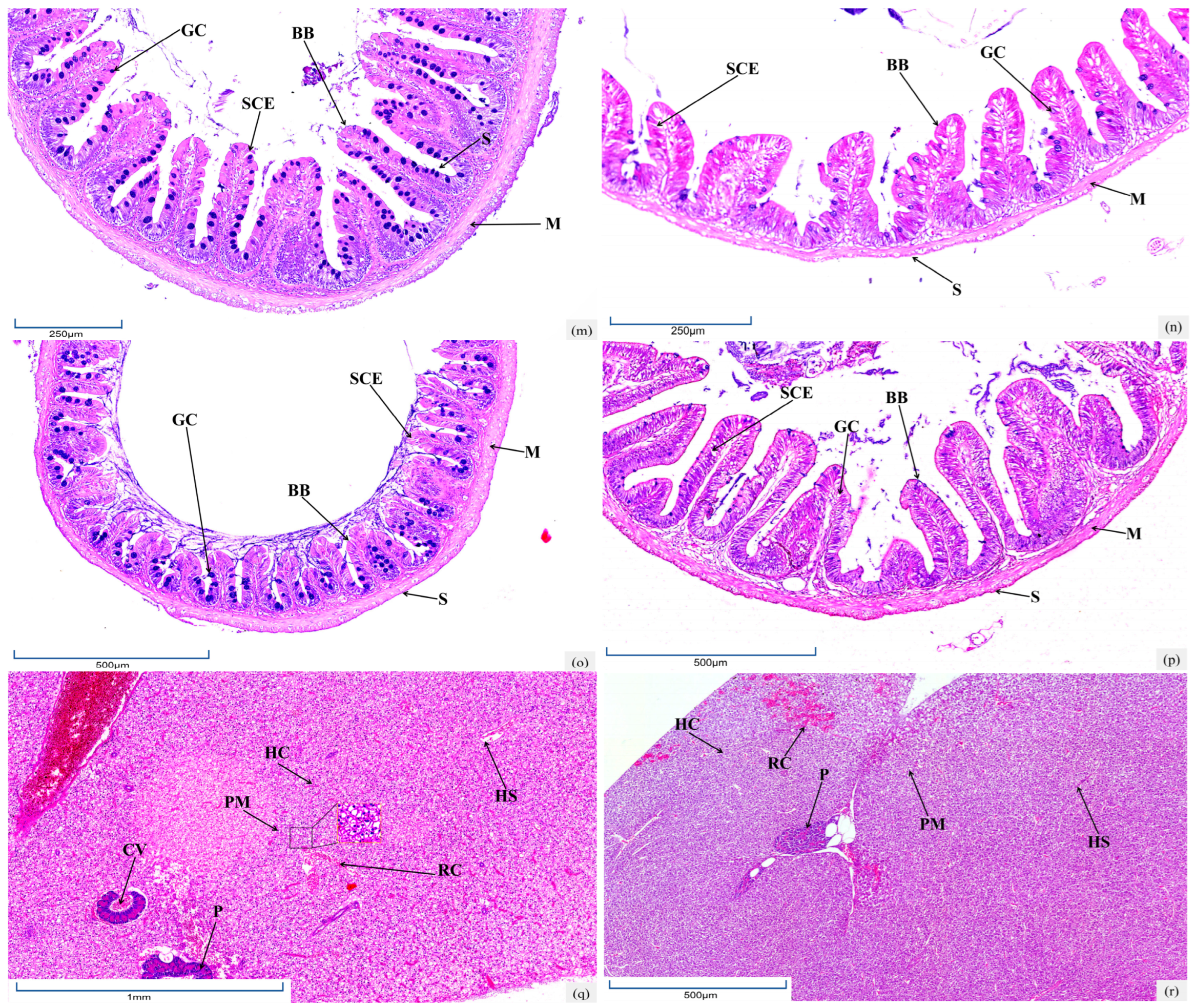 Biology 14 01187 g001c