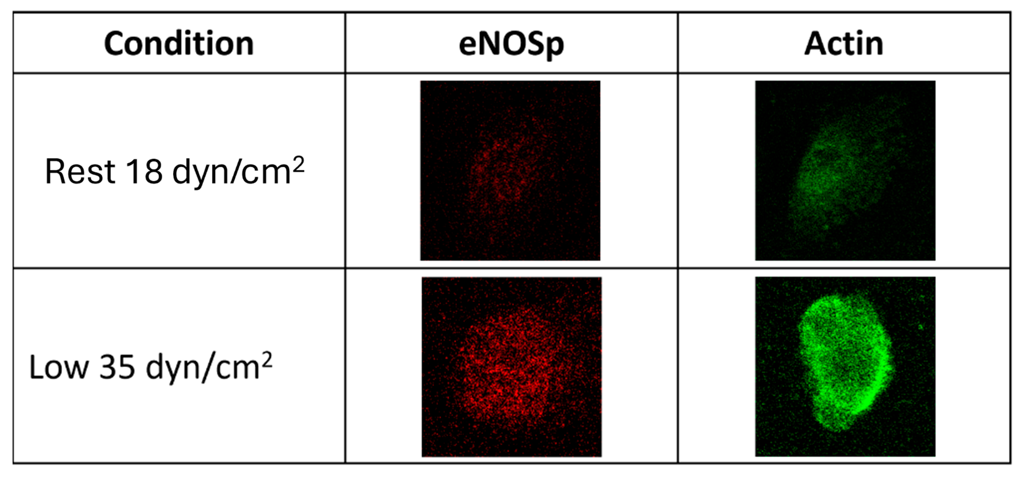 Biology 14 01189 g005 Biology 14 01189 g005