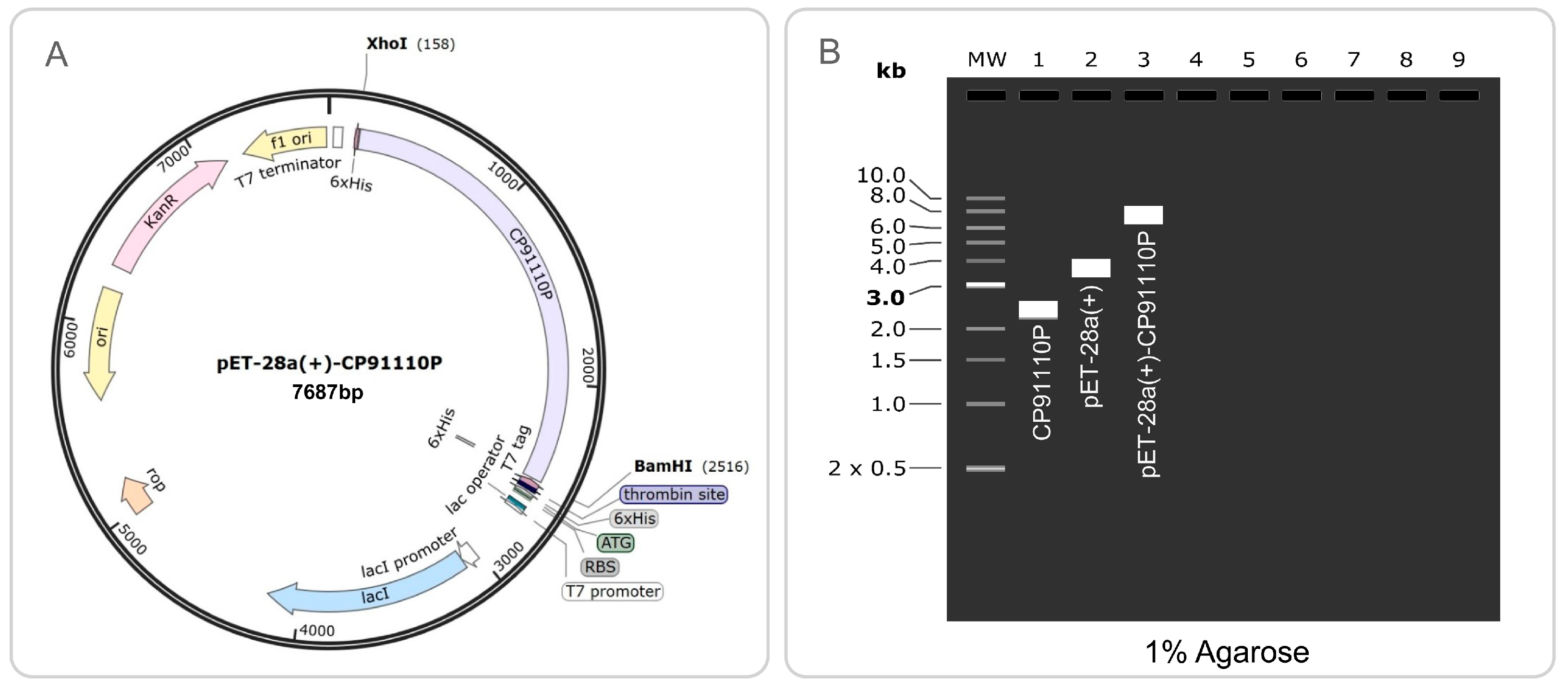 Biology 14 01196 g010 Biology 14 01196 g010
