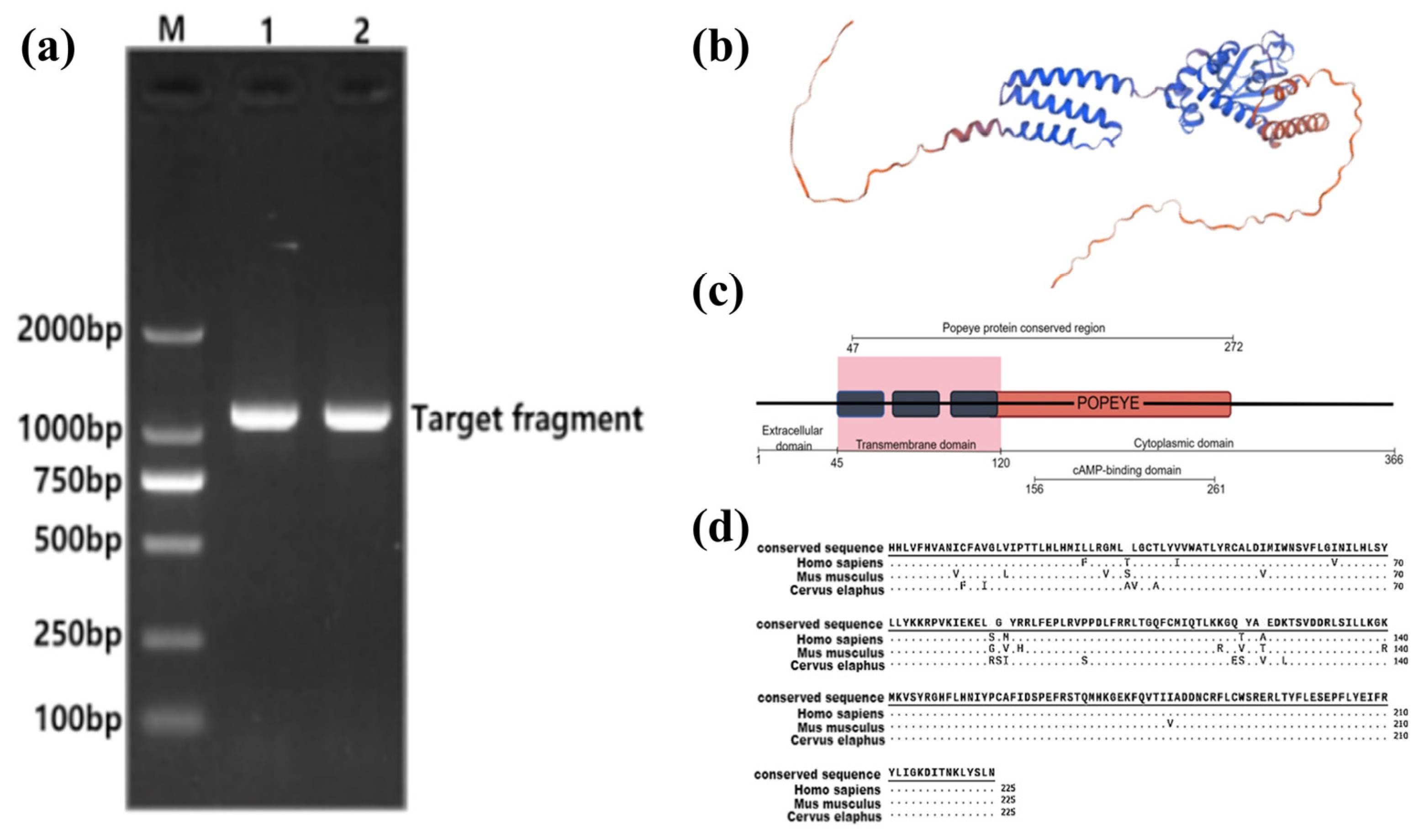 Biology 14 01210 g002 Biology 14 01210 g002