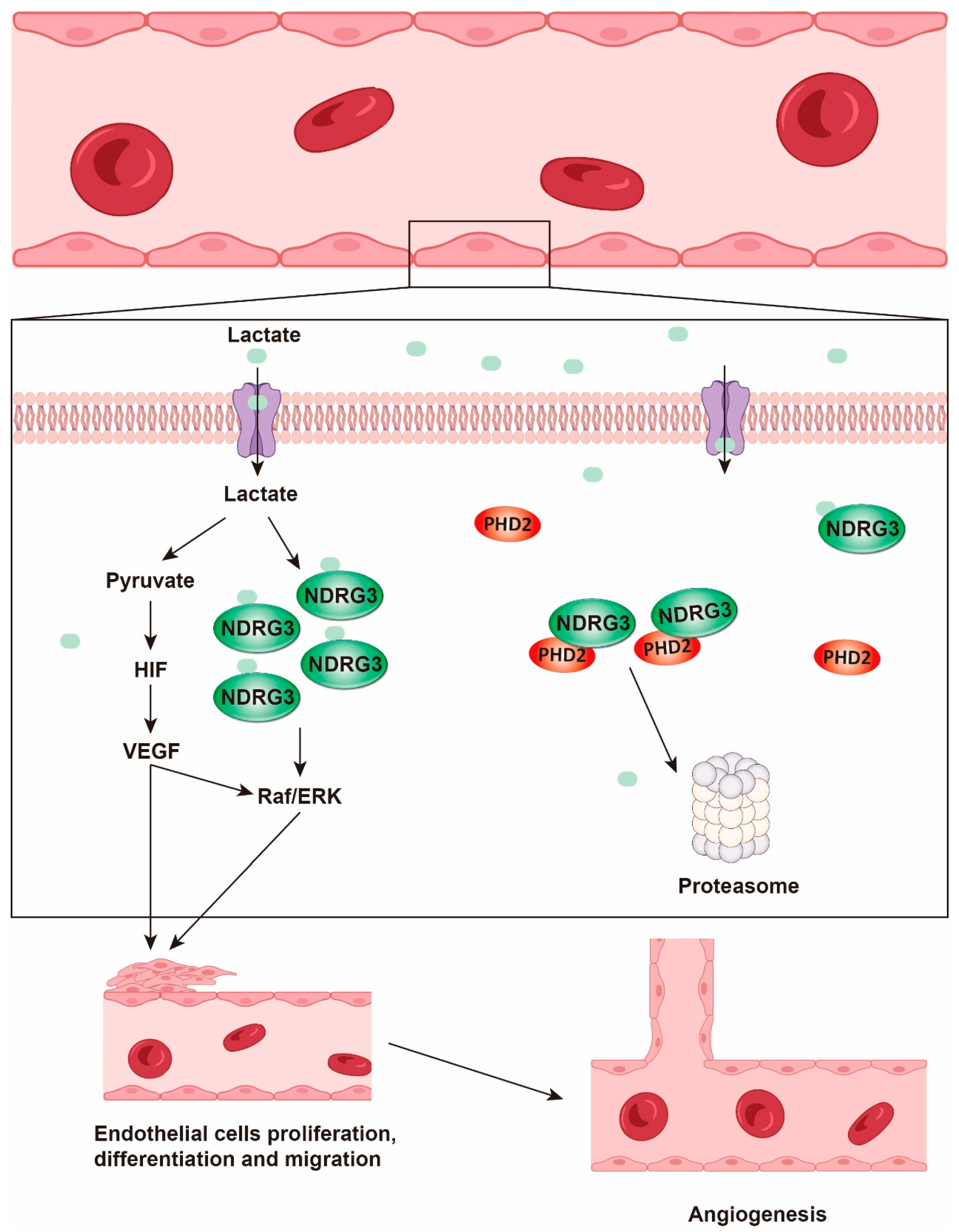 Biology 14 01213 g003