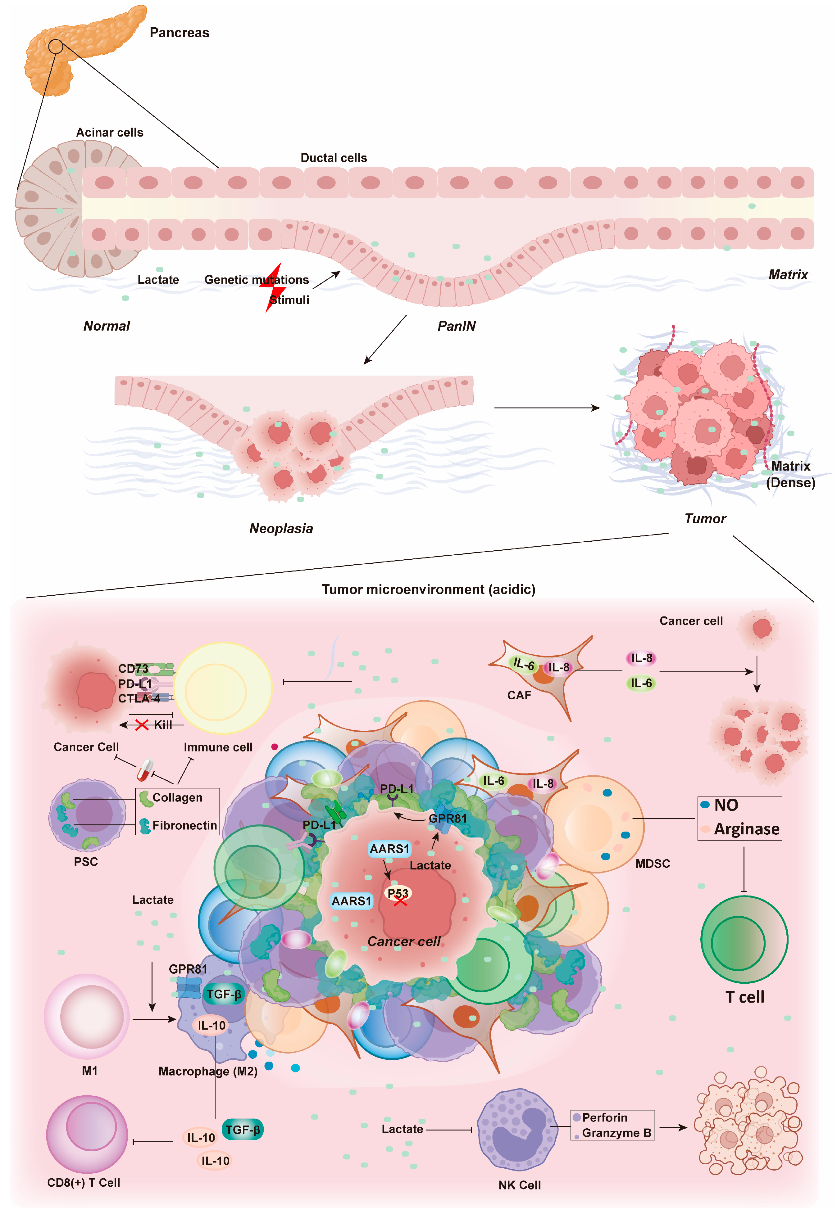 Biology 14 01213 g004
