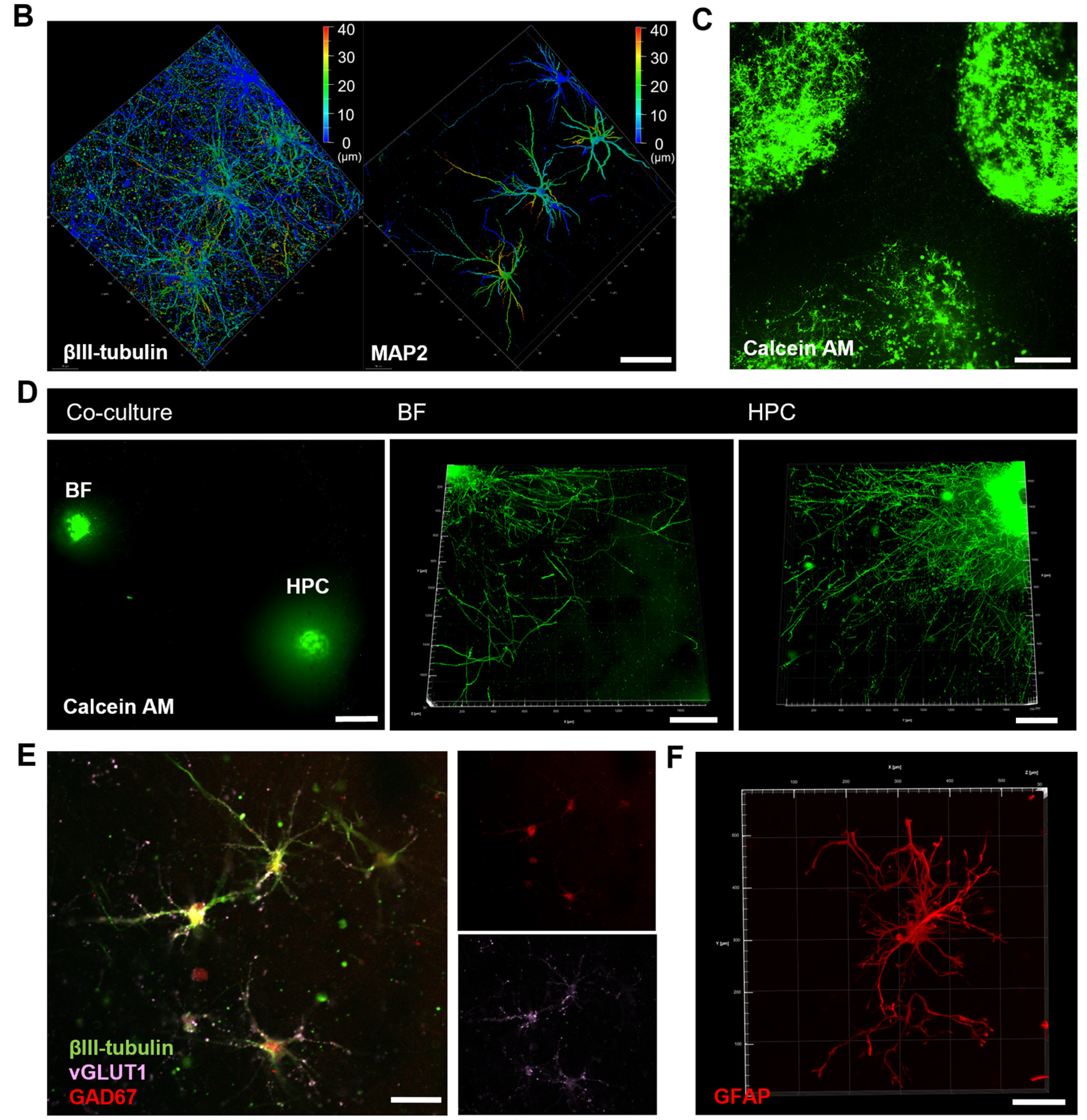 Biology 14 01238 g001b Biology 14 01238 g001b