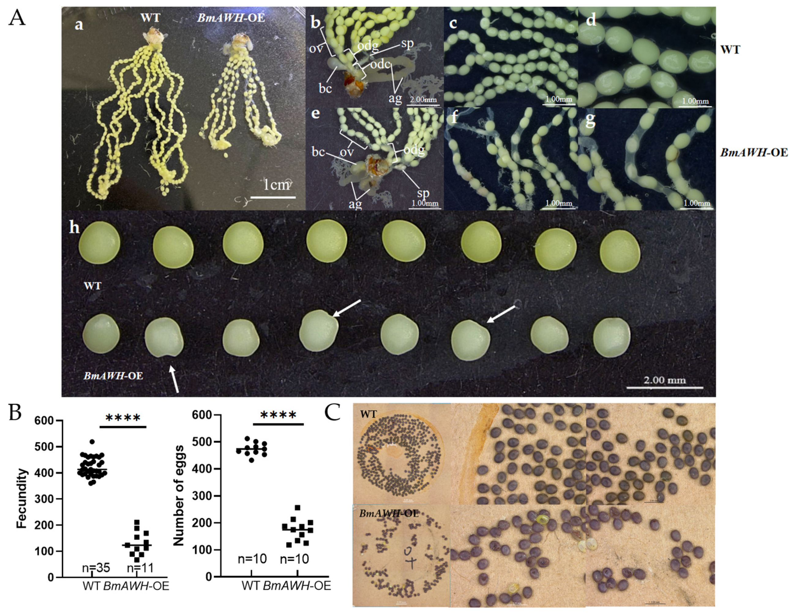Biology 14 01248 g003 Biology 14 01248 g003