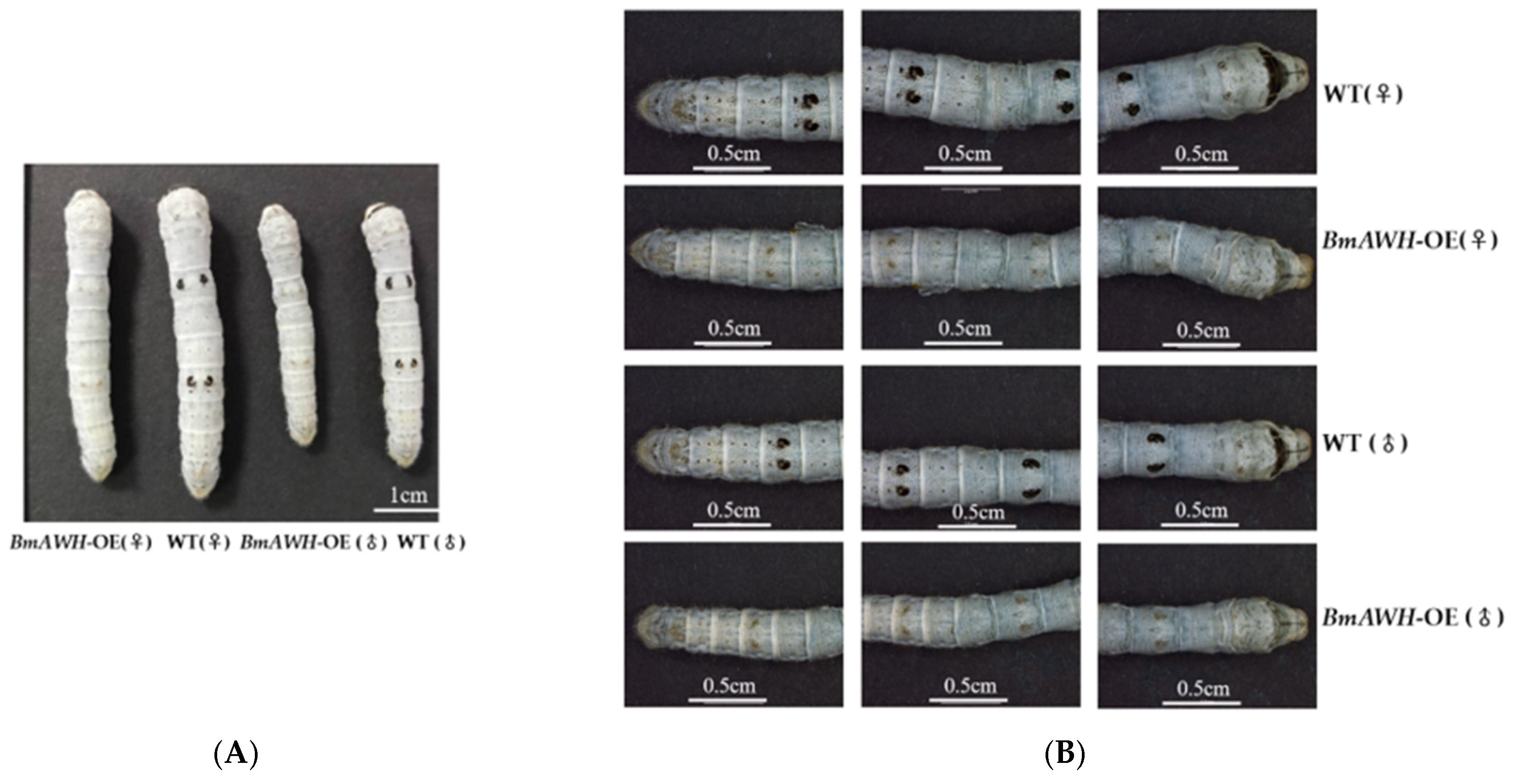 Biology 14 01248 g005a Biology 14 01248 g005a