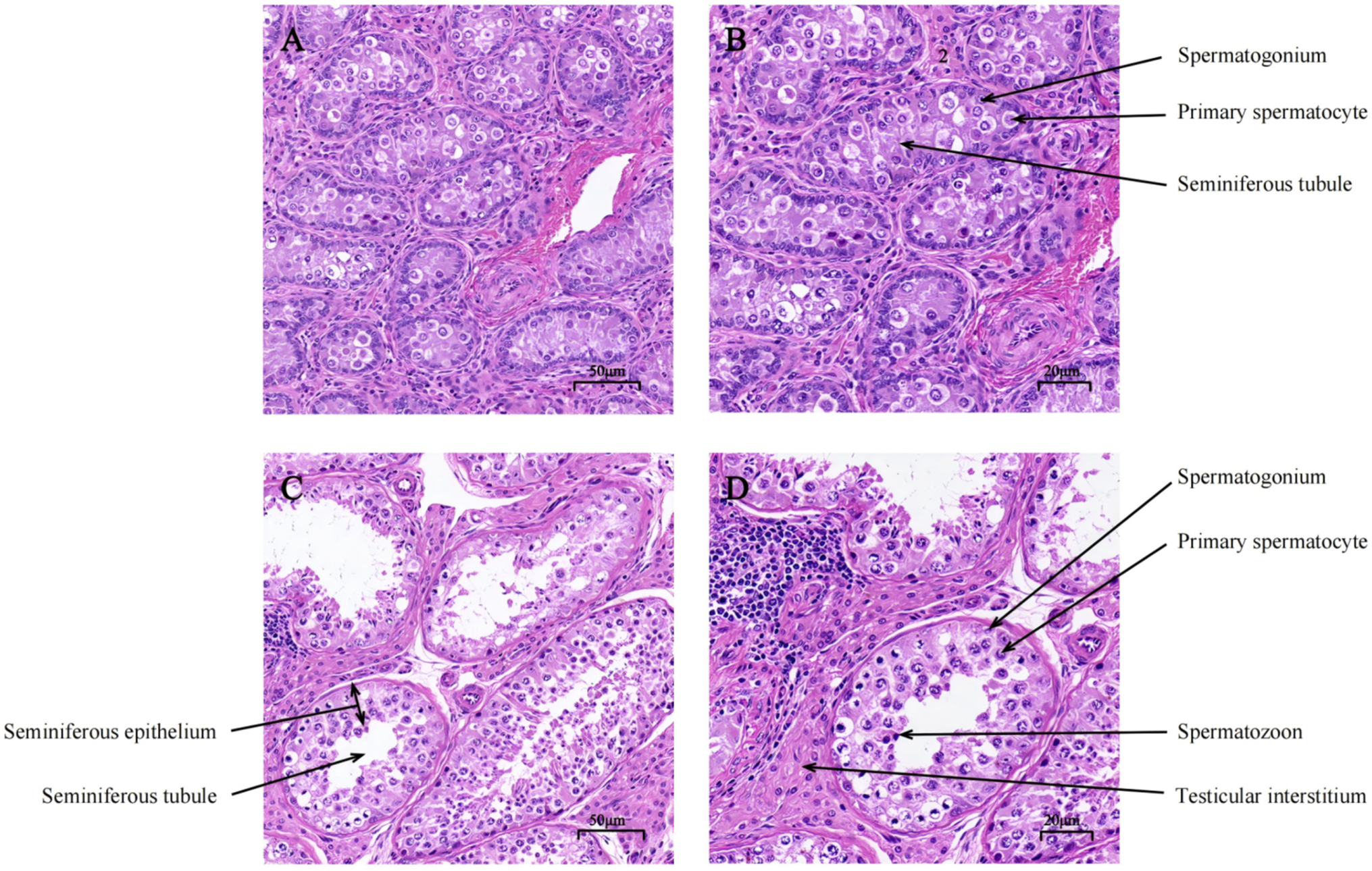 Biology 14 01254 g001 Biology 14 01254 g001