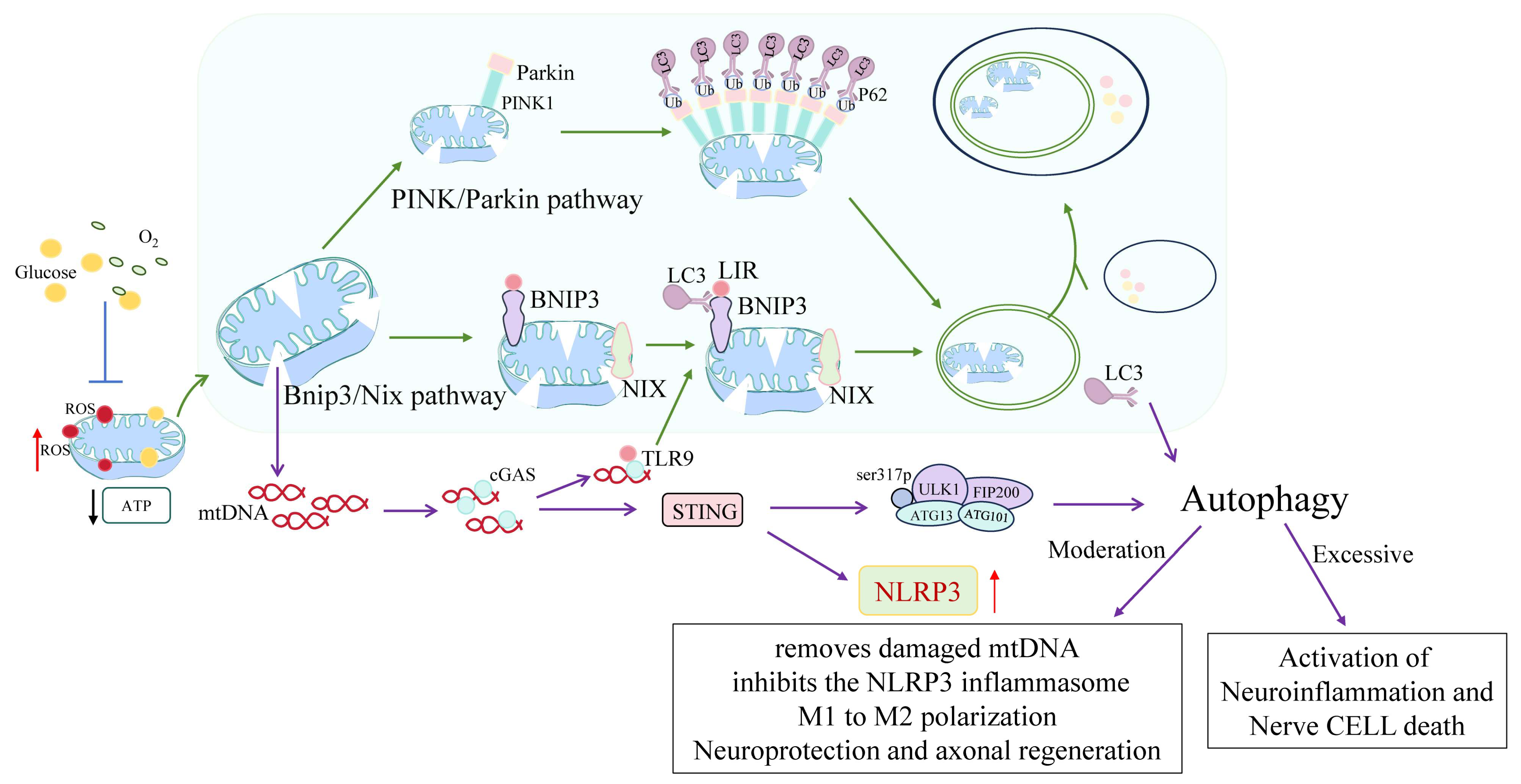 Biology 14 01269 g004