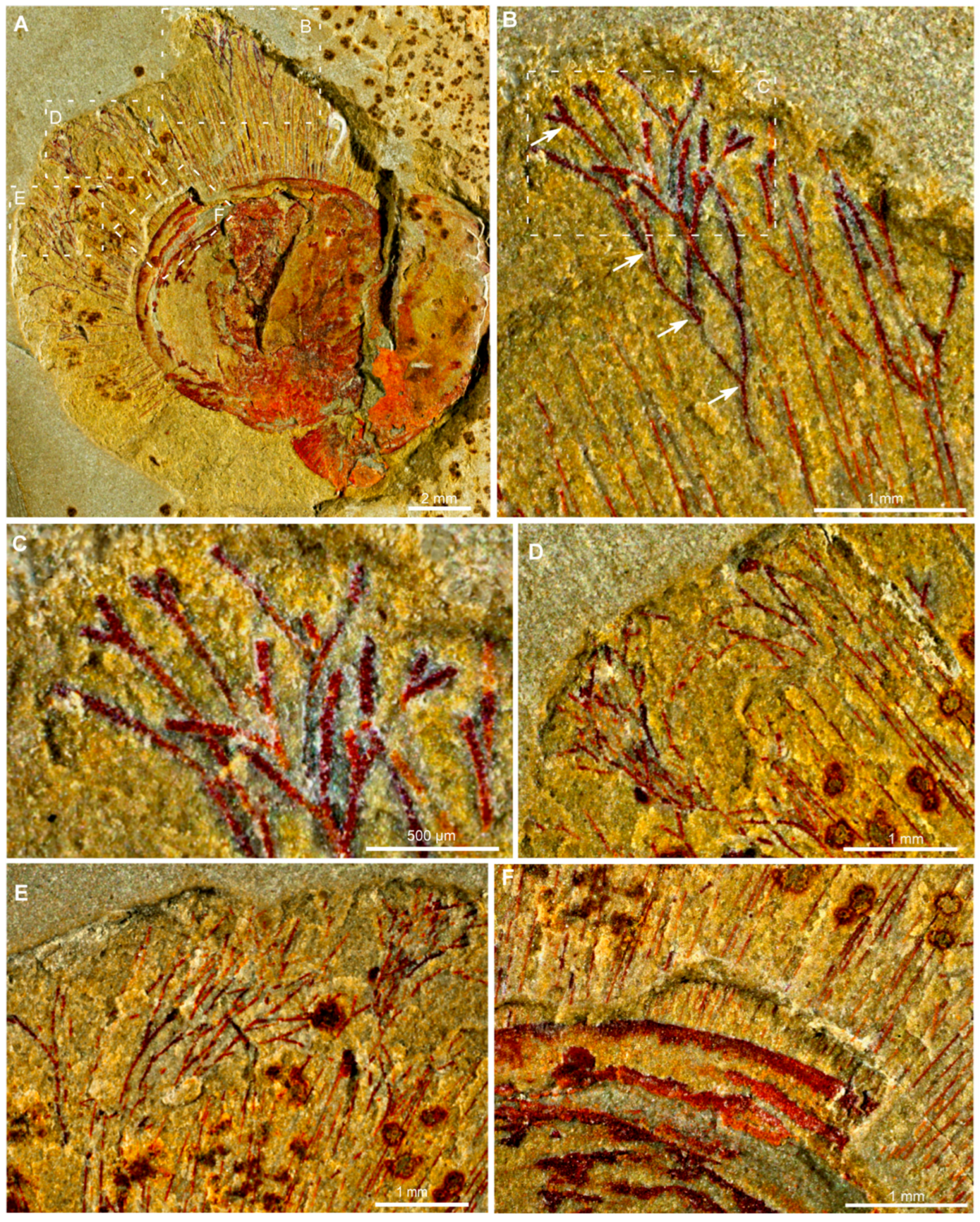 Biology 14 01287 g001