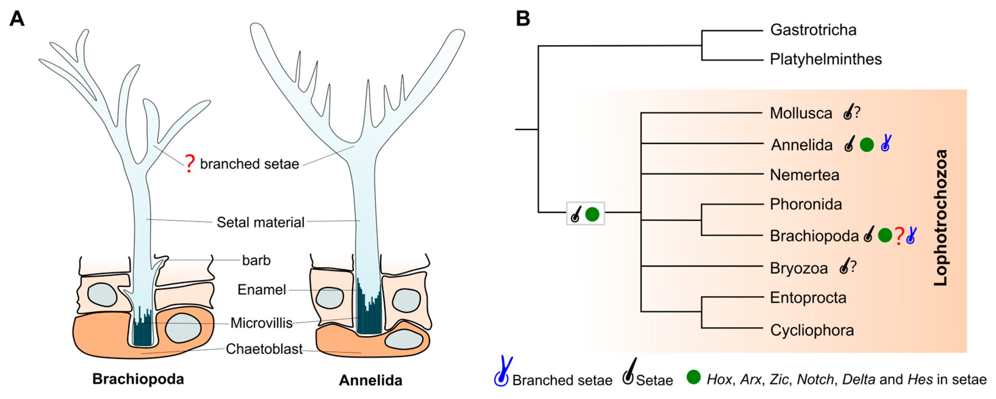 Biology 14 01287 g005