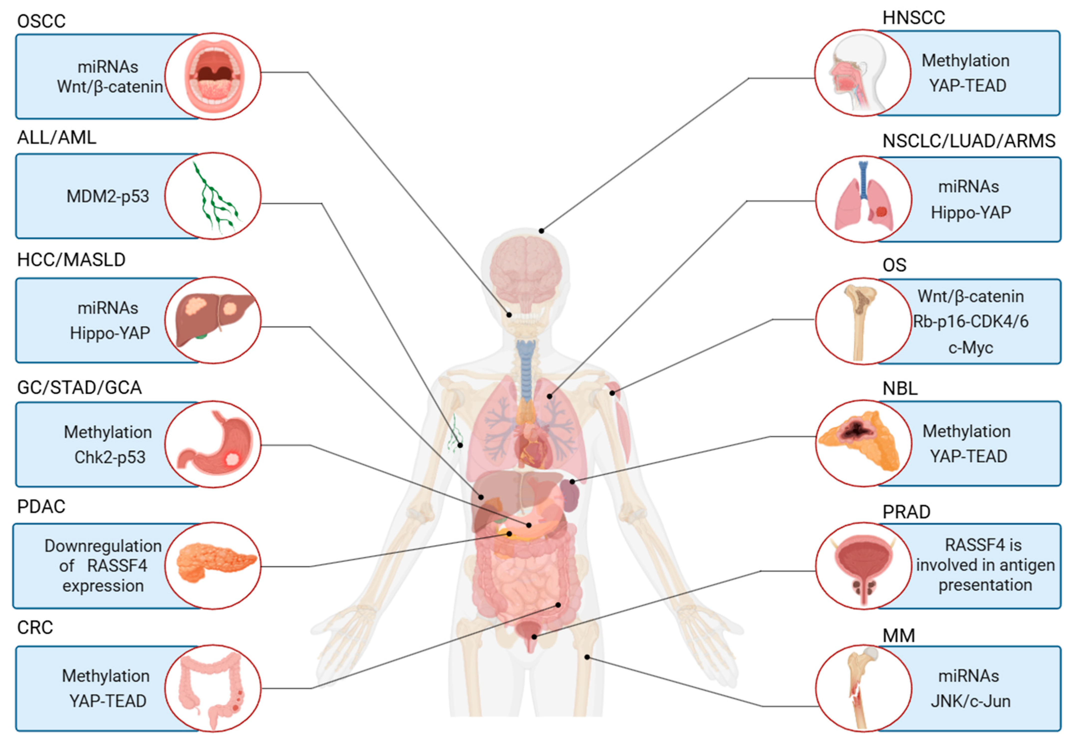 Biology 14 01289 g004 Biology 14 01289 g004
