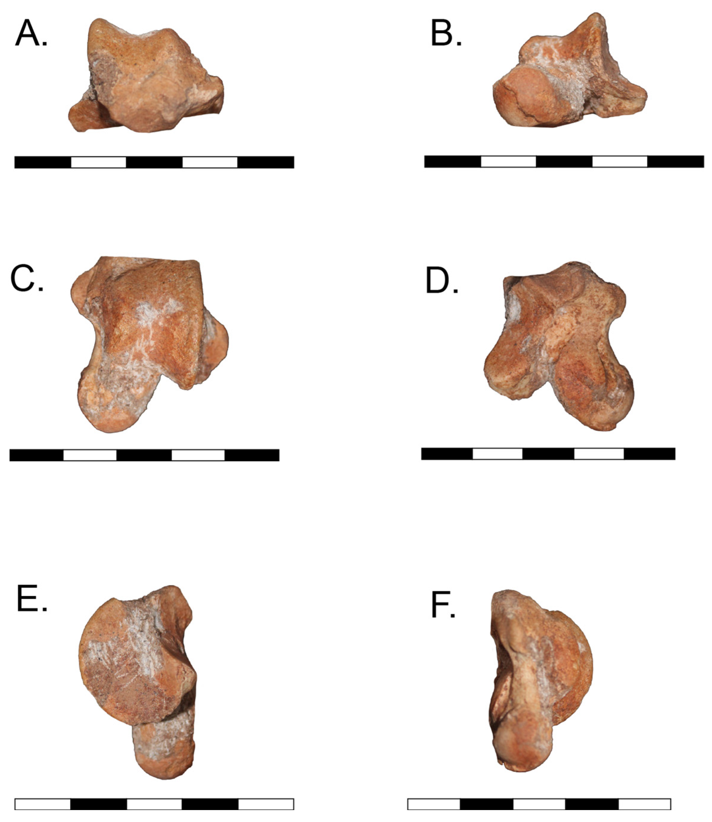 Biology 14 01290 g001