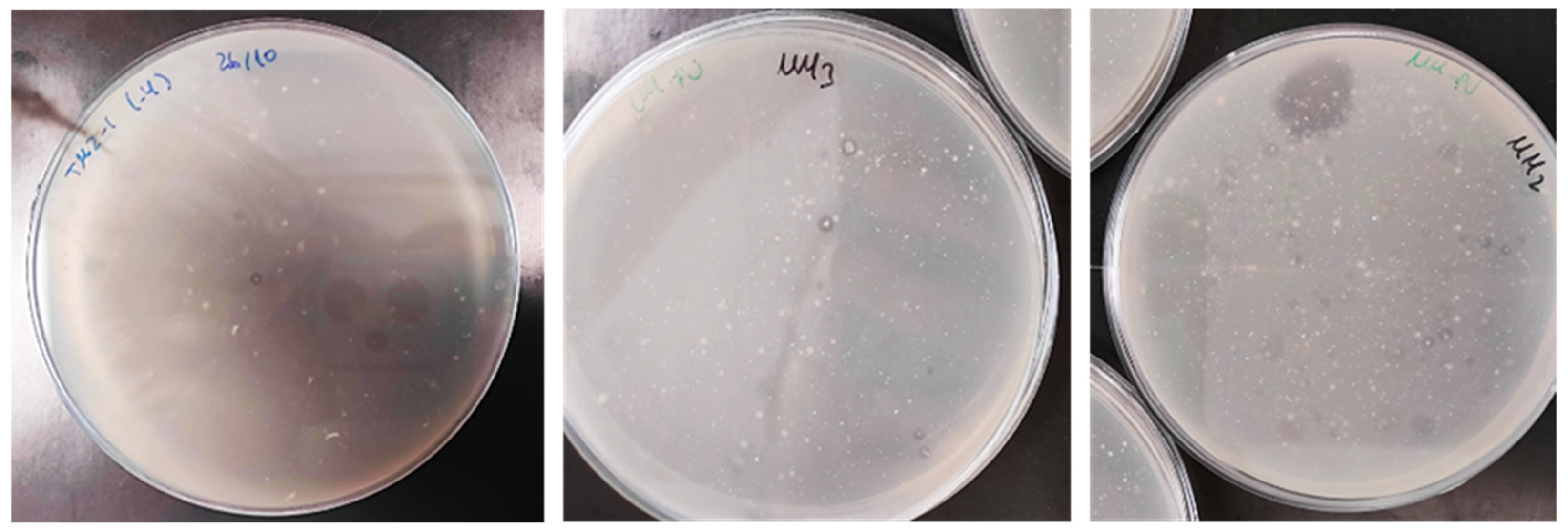 Biology 14 01307 g001