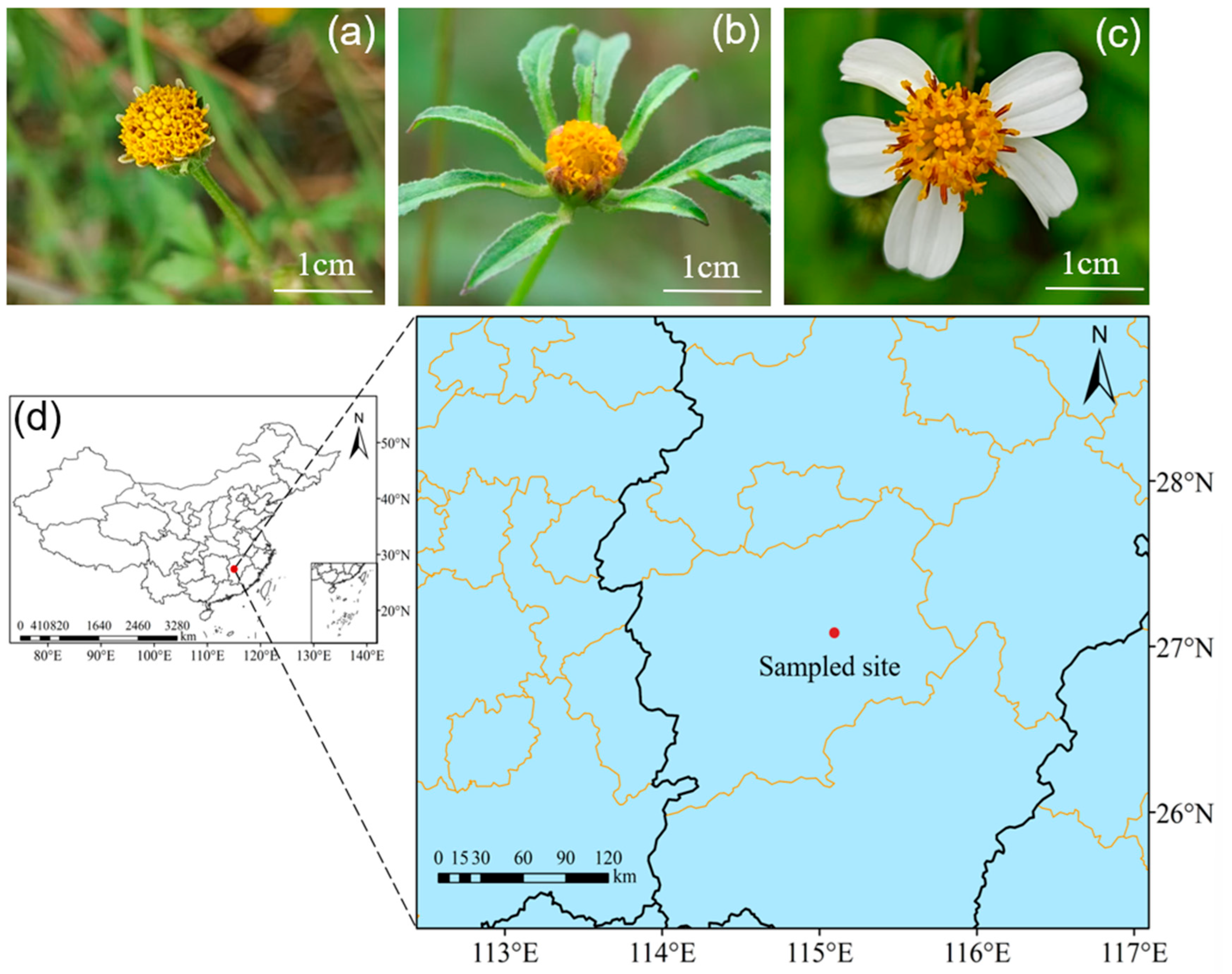 Biology 14 01310 g001 Biology 14 01310 g001
