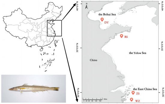 Genome-Wide Genetic Diversity and Population Structure of