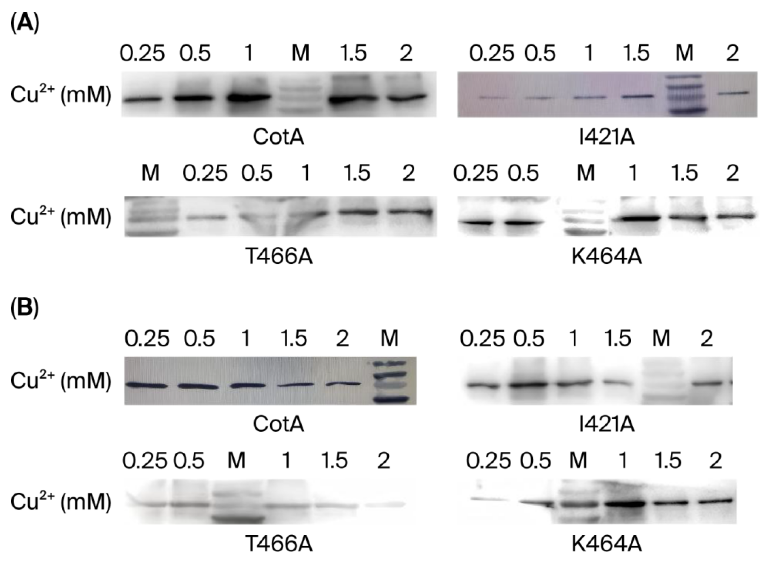 Biology 14 01335 g002