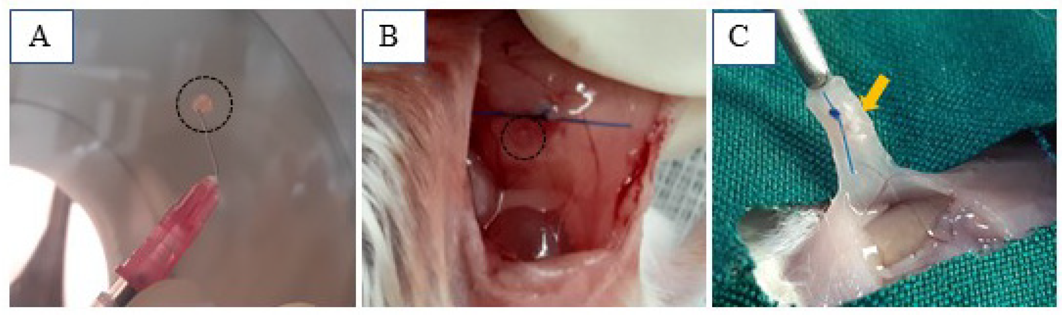 Biology 14 01340 g006 Biology 14 01340 g006