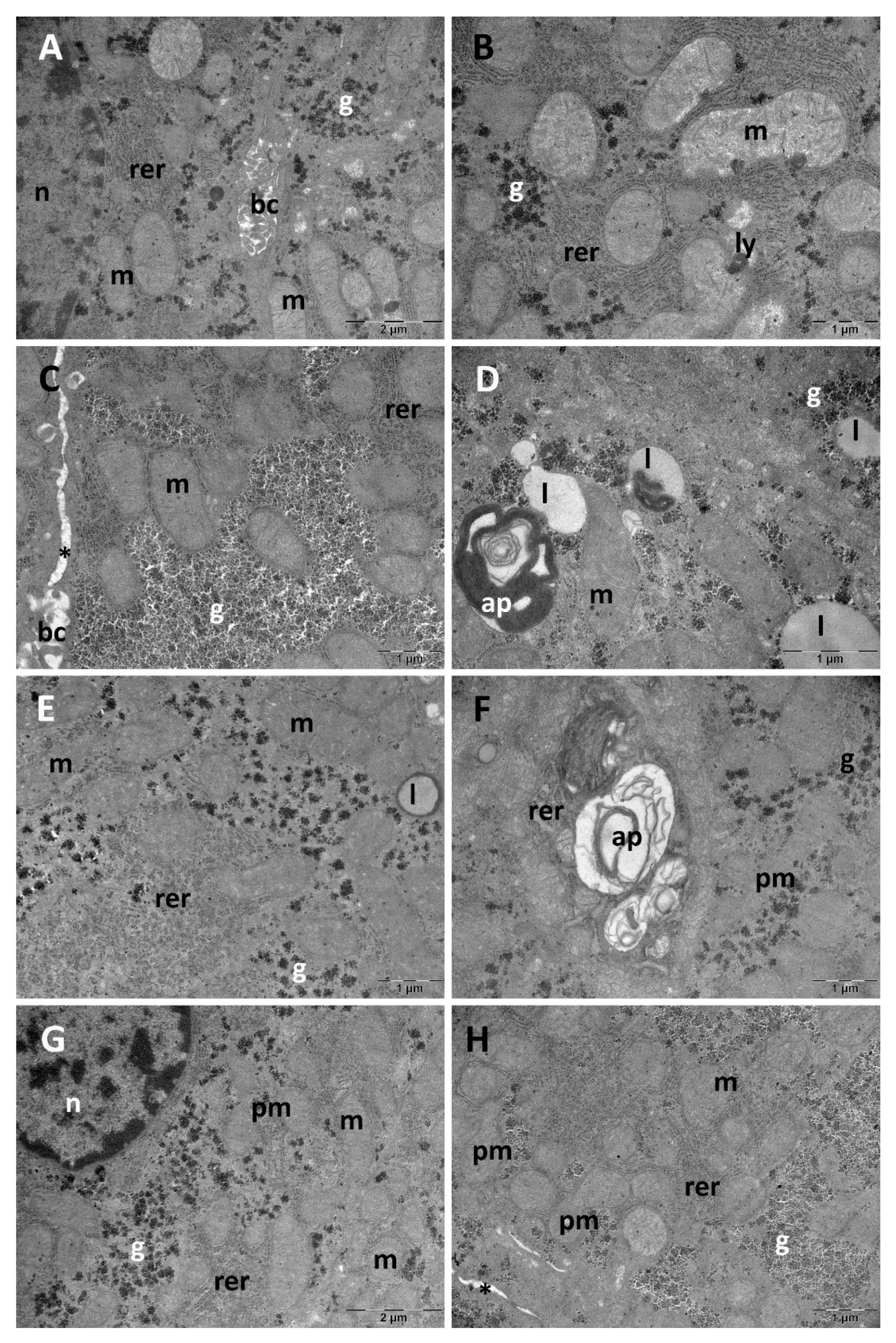 Biology 14 01341 g003