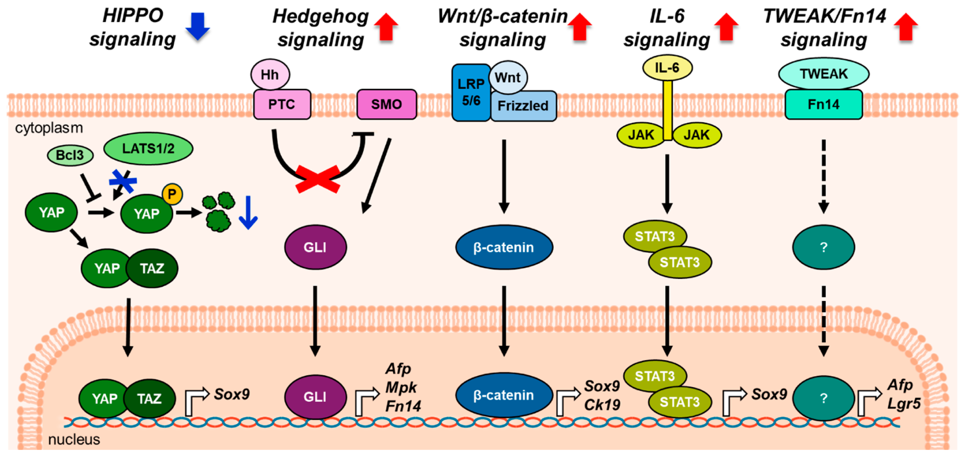 Biology 14 01361 g002 Biology 14 01361 g002