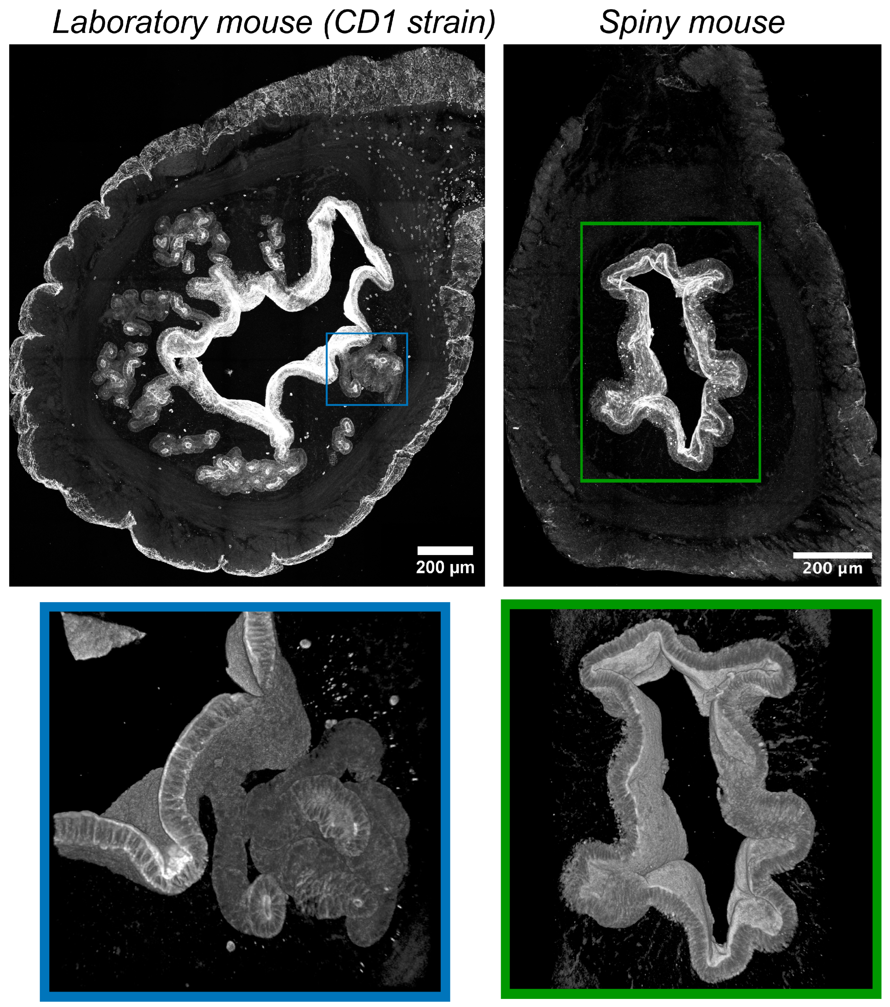 Biology 14 01365 g004