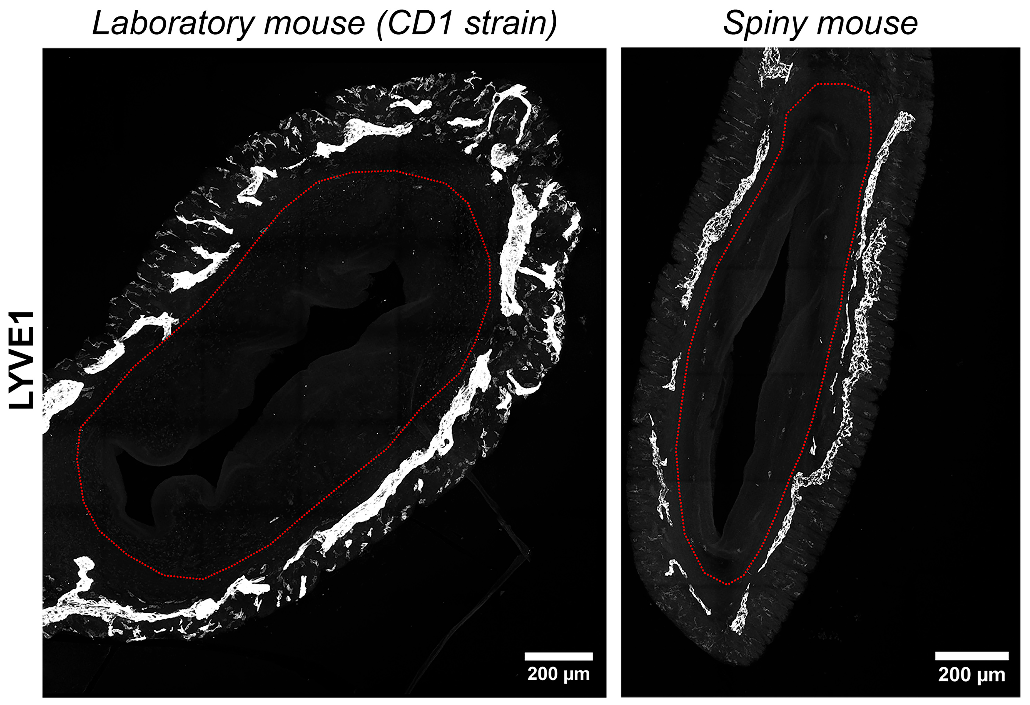 Biology 14 01365 g007
