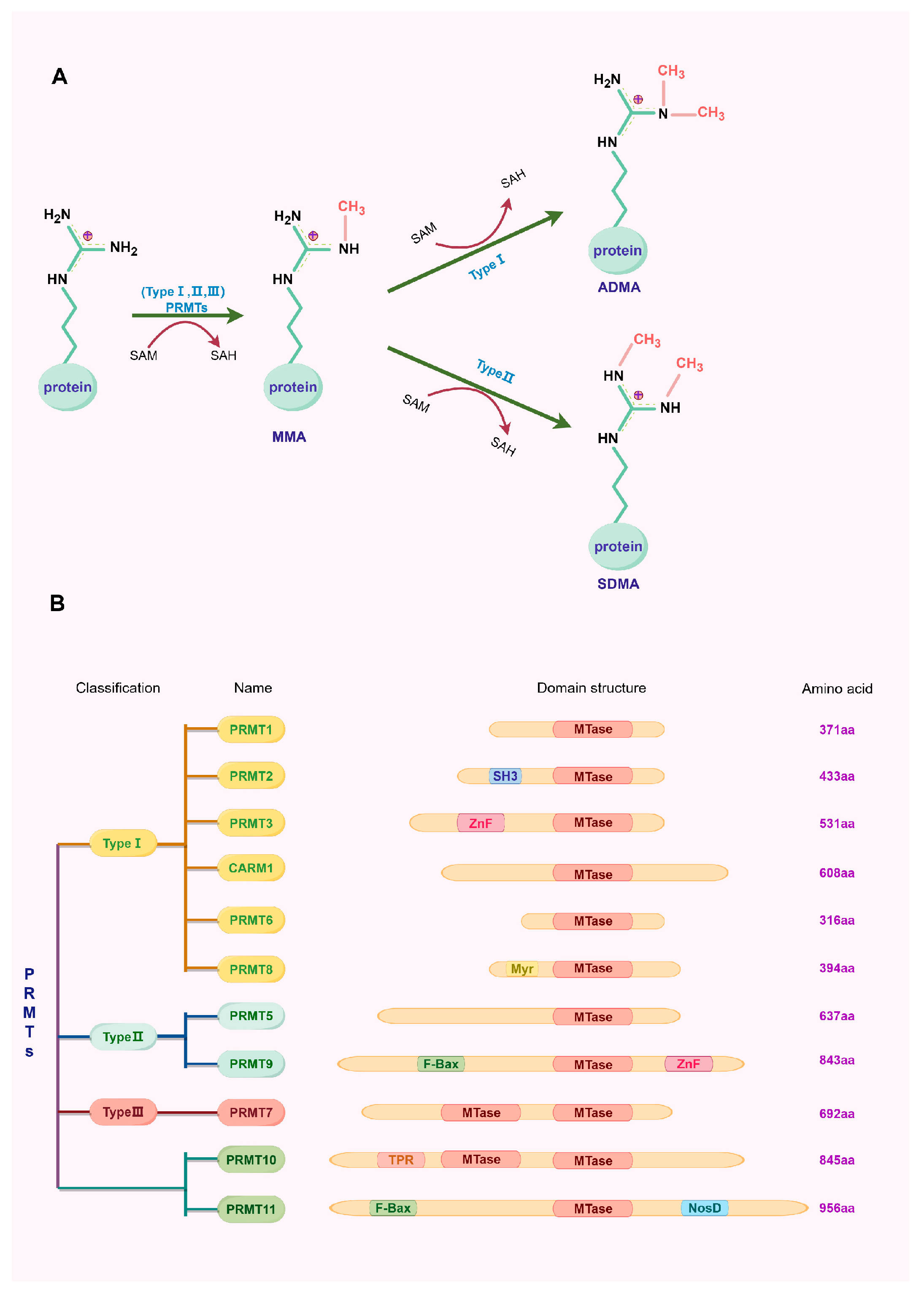 Biology 14 01370 g001
