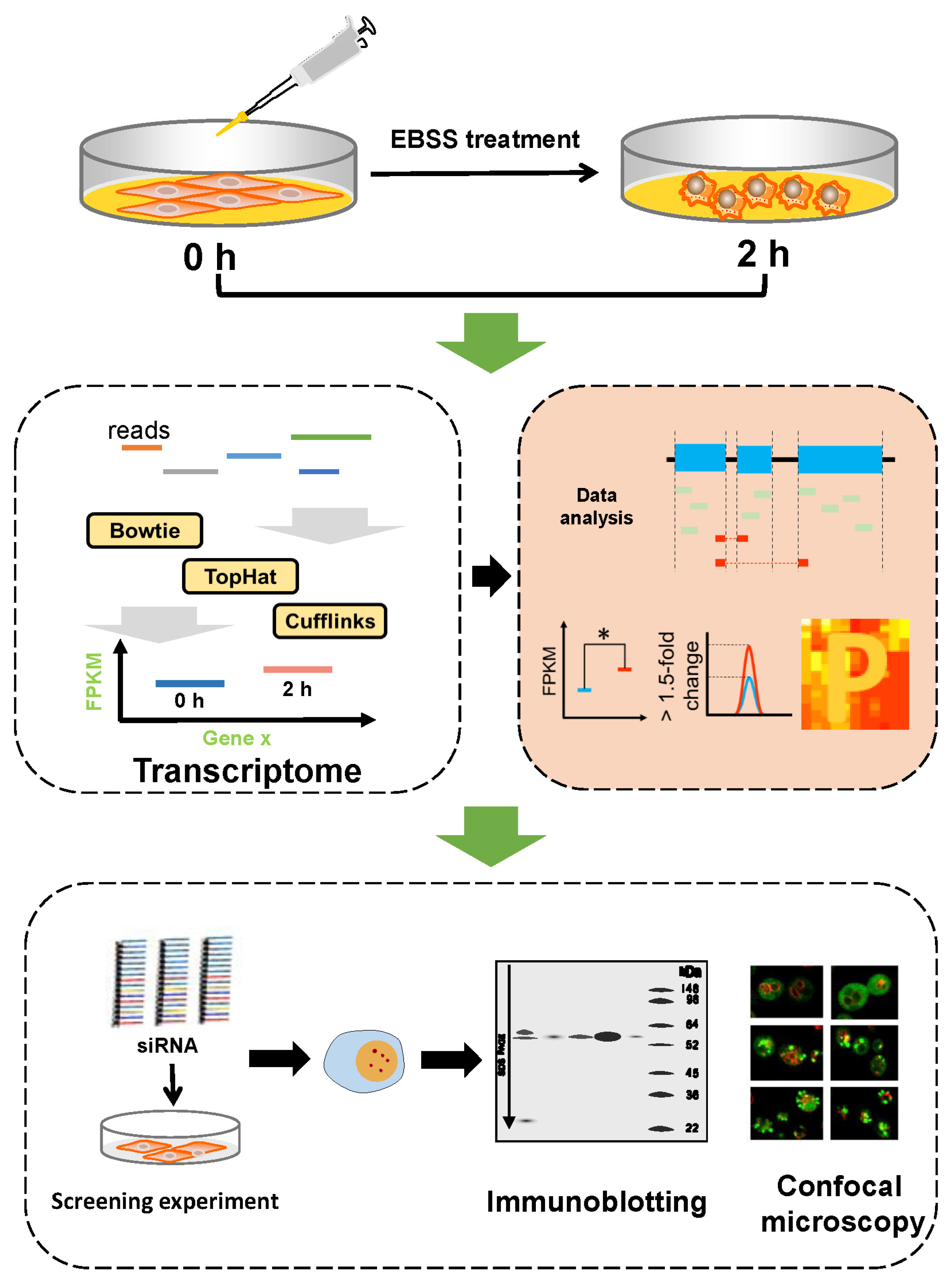 Biology 14 01373 g002 Biology 14 01373 g002