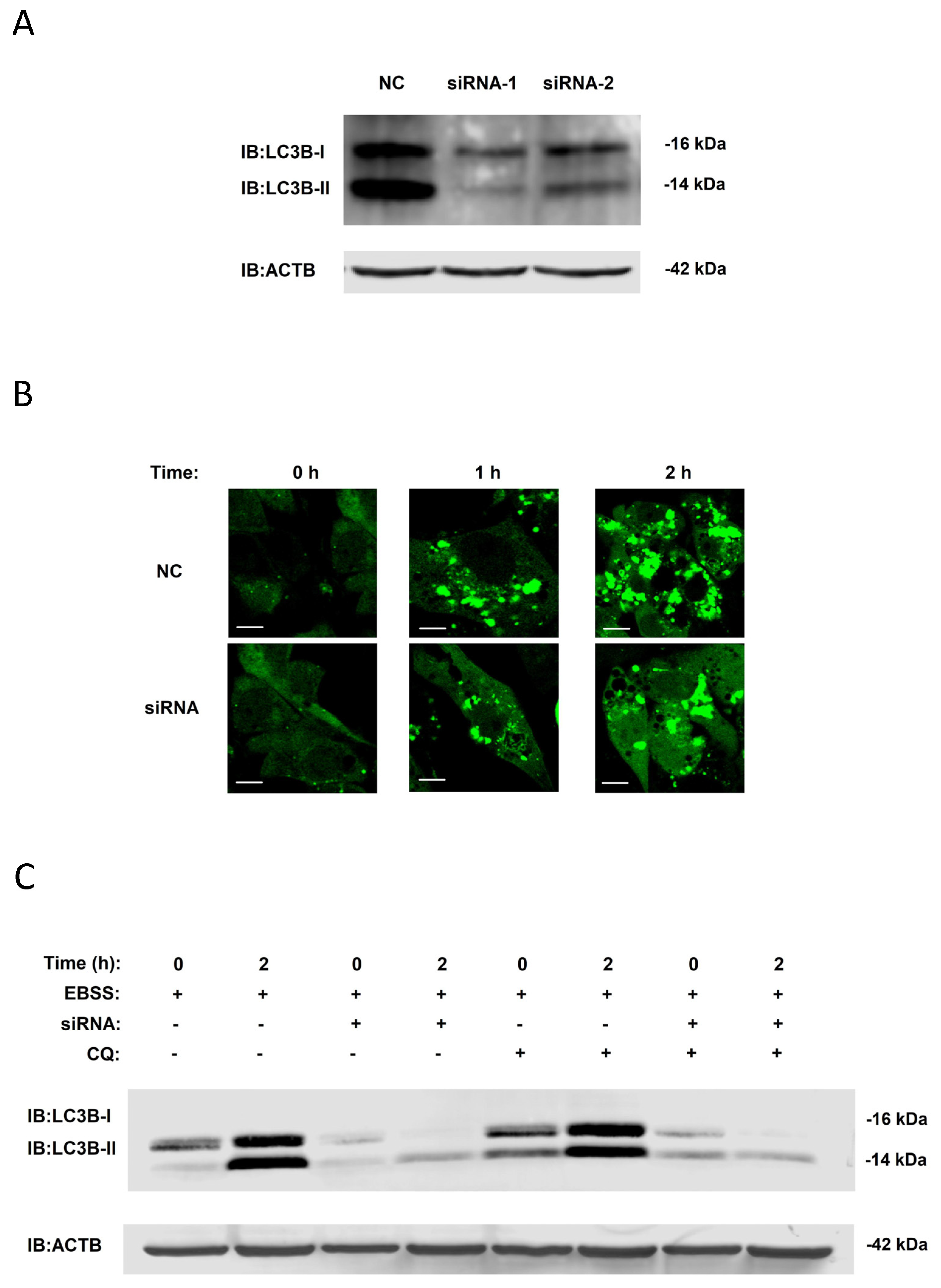 Biology 14 01373 g006 Biology 14 01373 g006