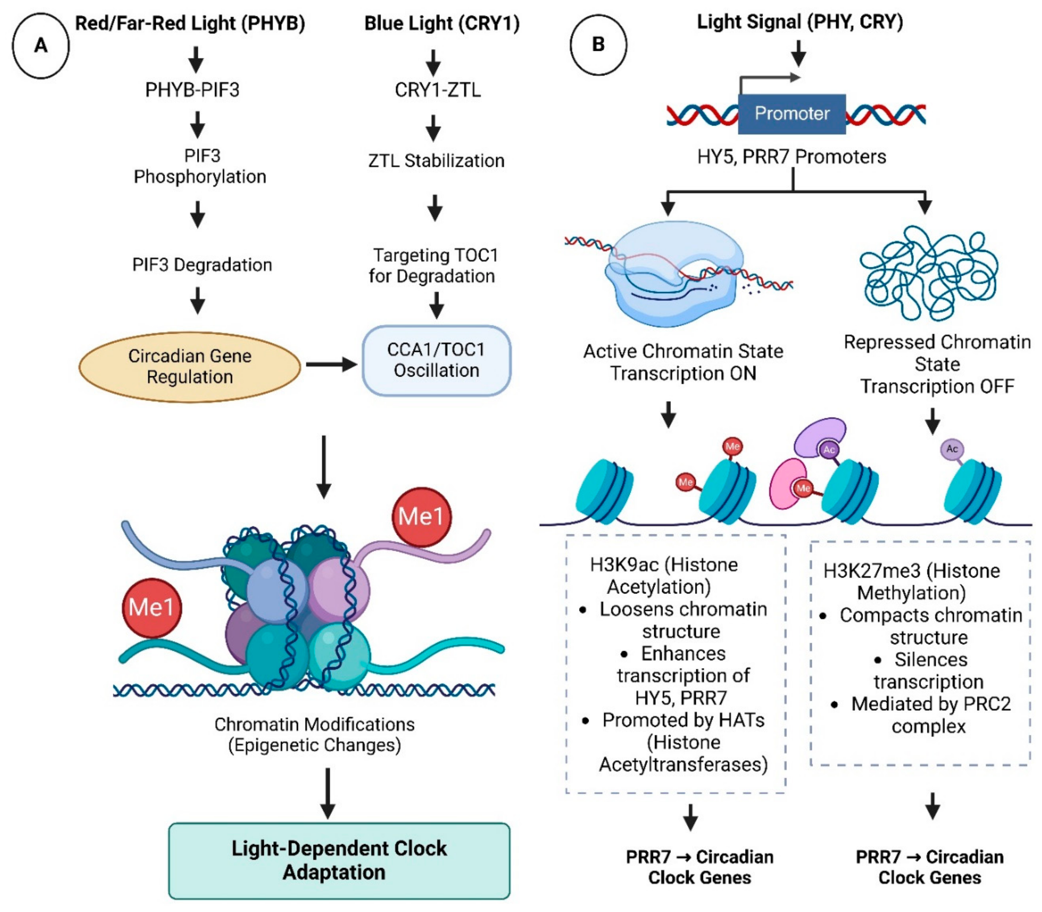 Biology 14 01375 g002 Biology 14 01375 g002