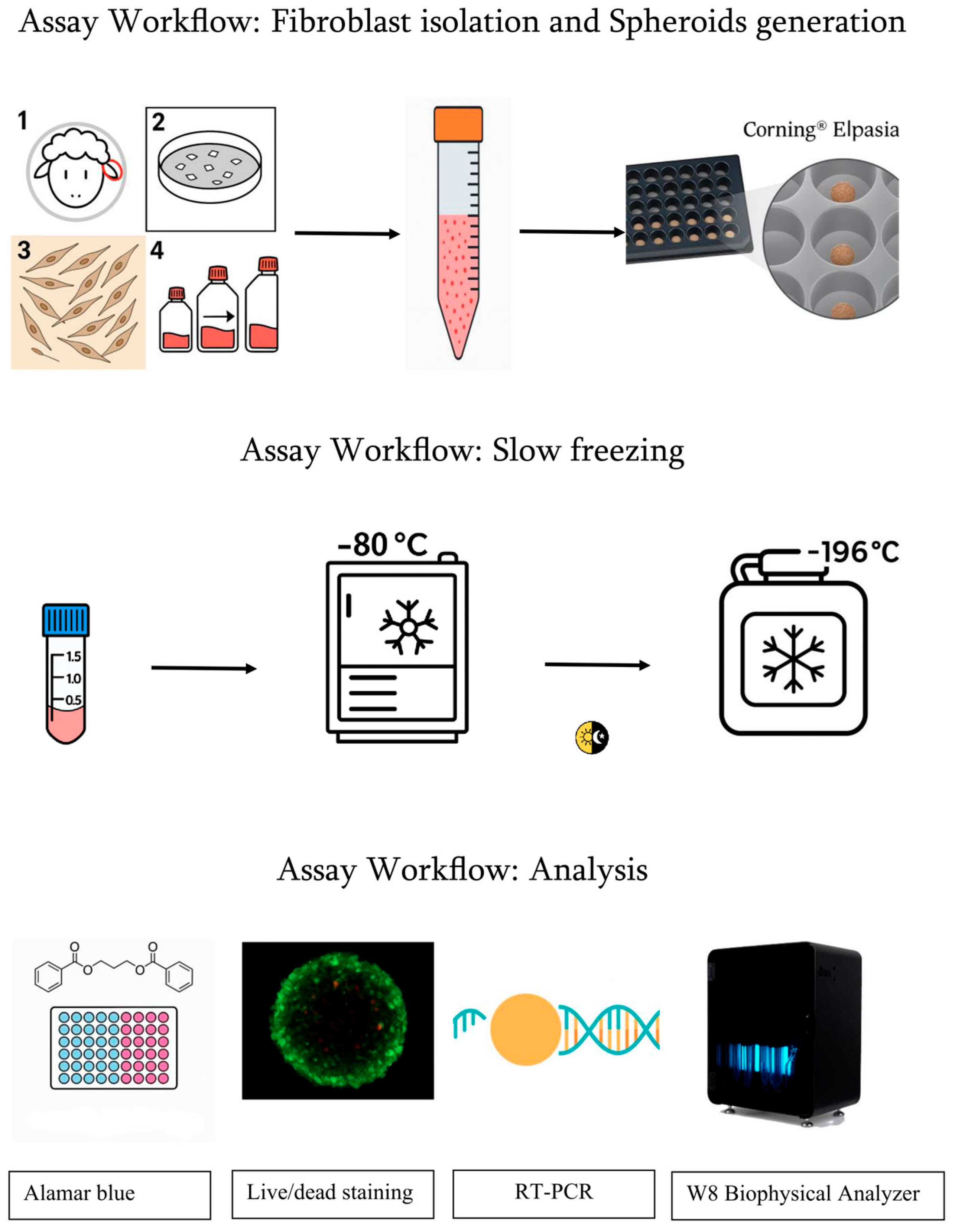 Biology 14 01381 g001
