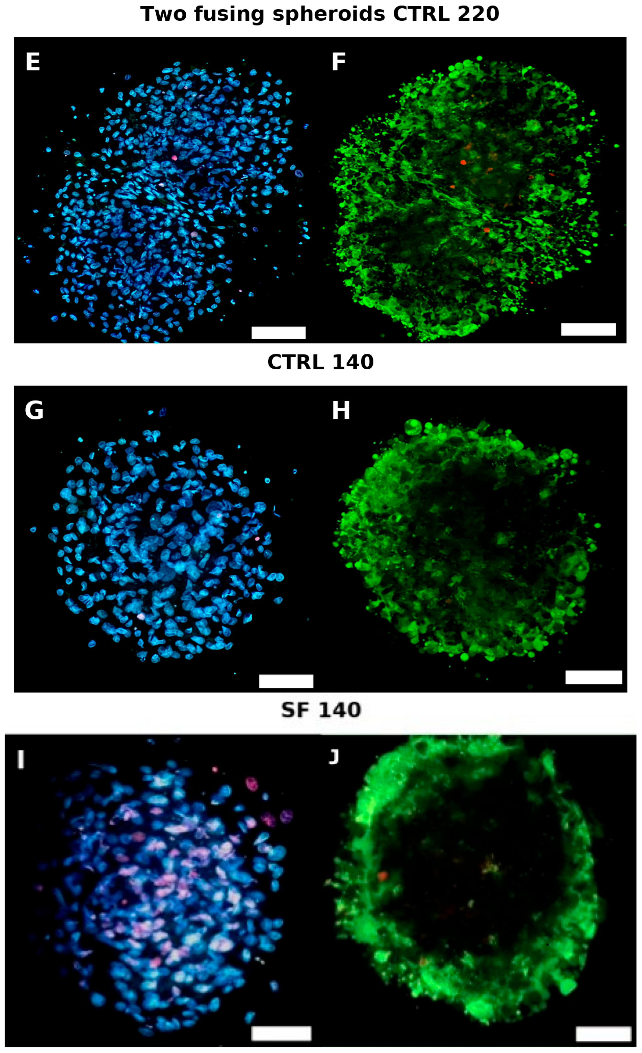 Biology 14 01381 g006b