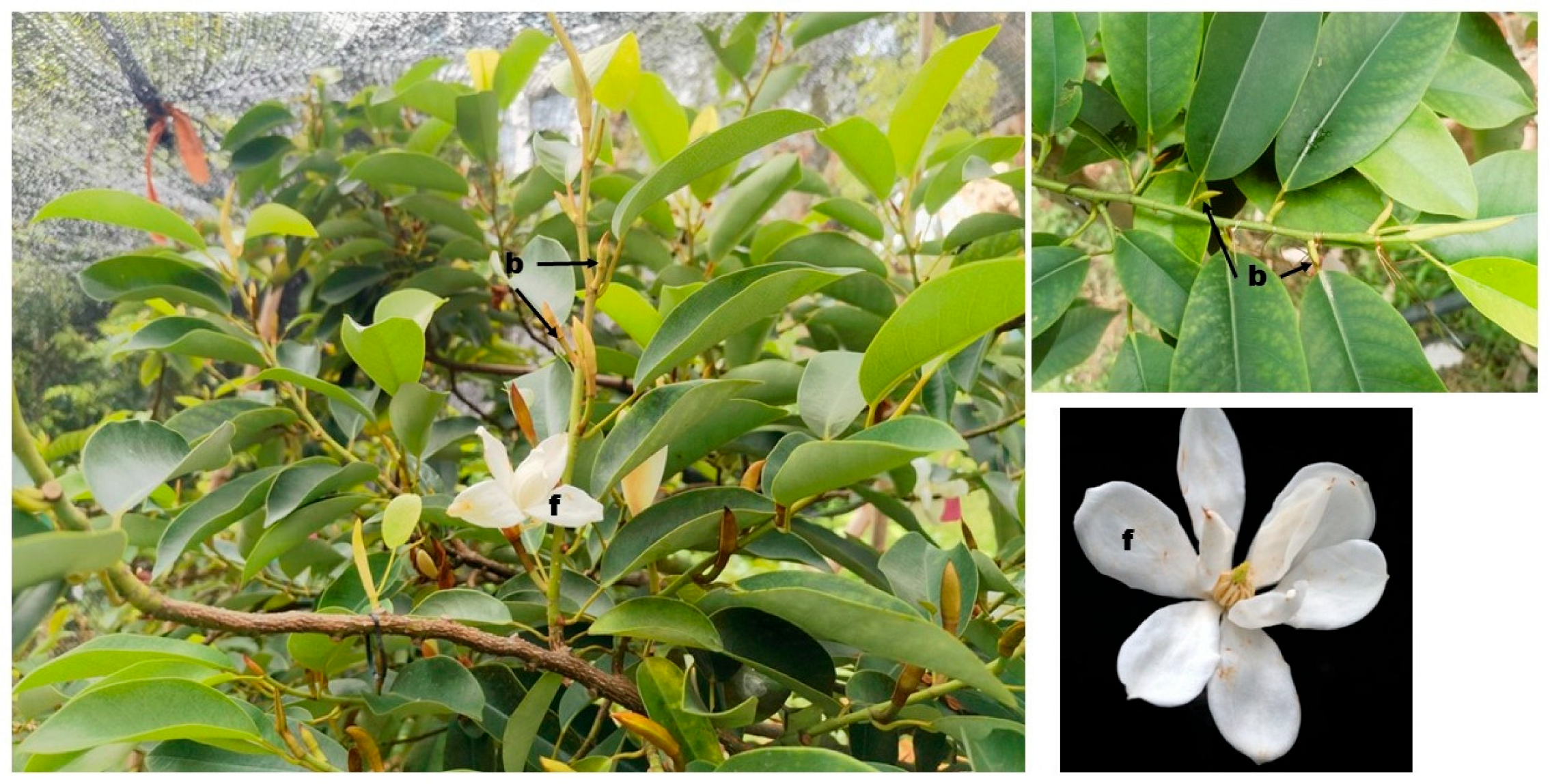 Biology 14 01383 g001