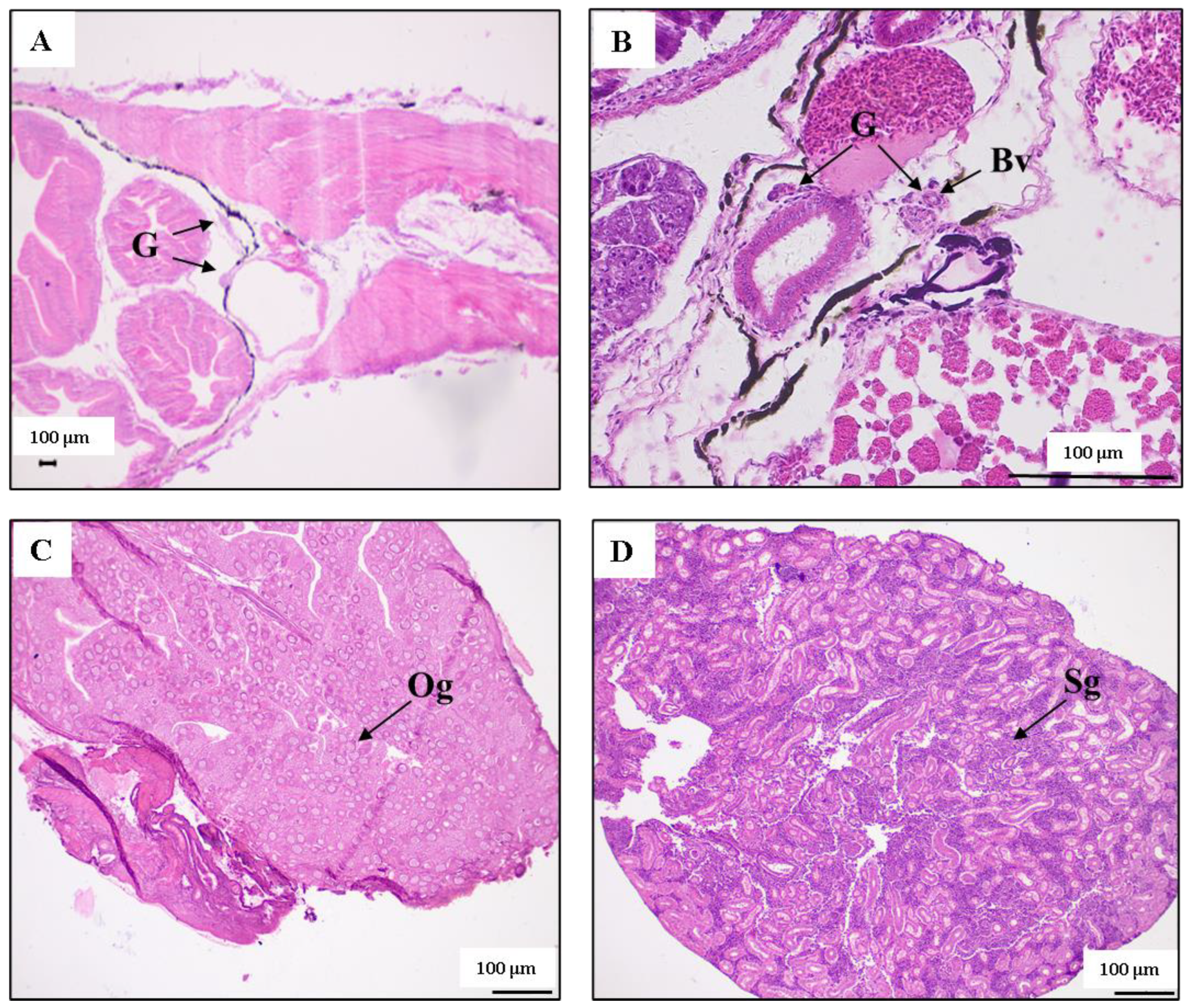 Biology 14 01385 g001 Biology 14 01385 g001
