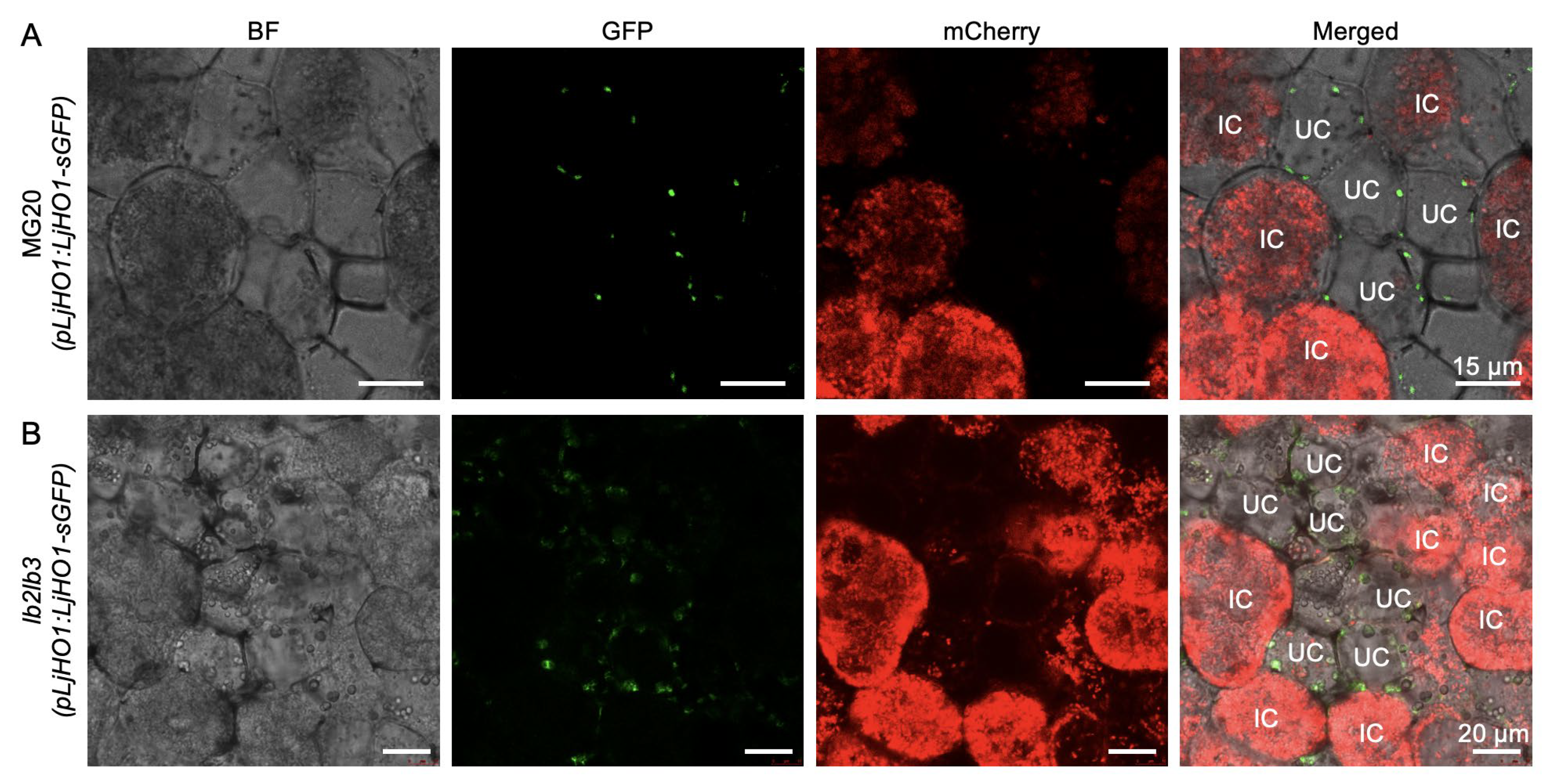 Biology 14 01401 g002 Biology 14 01401 g002
