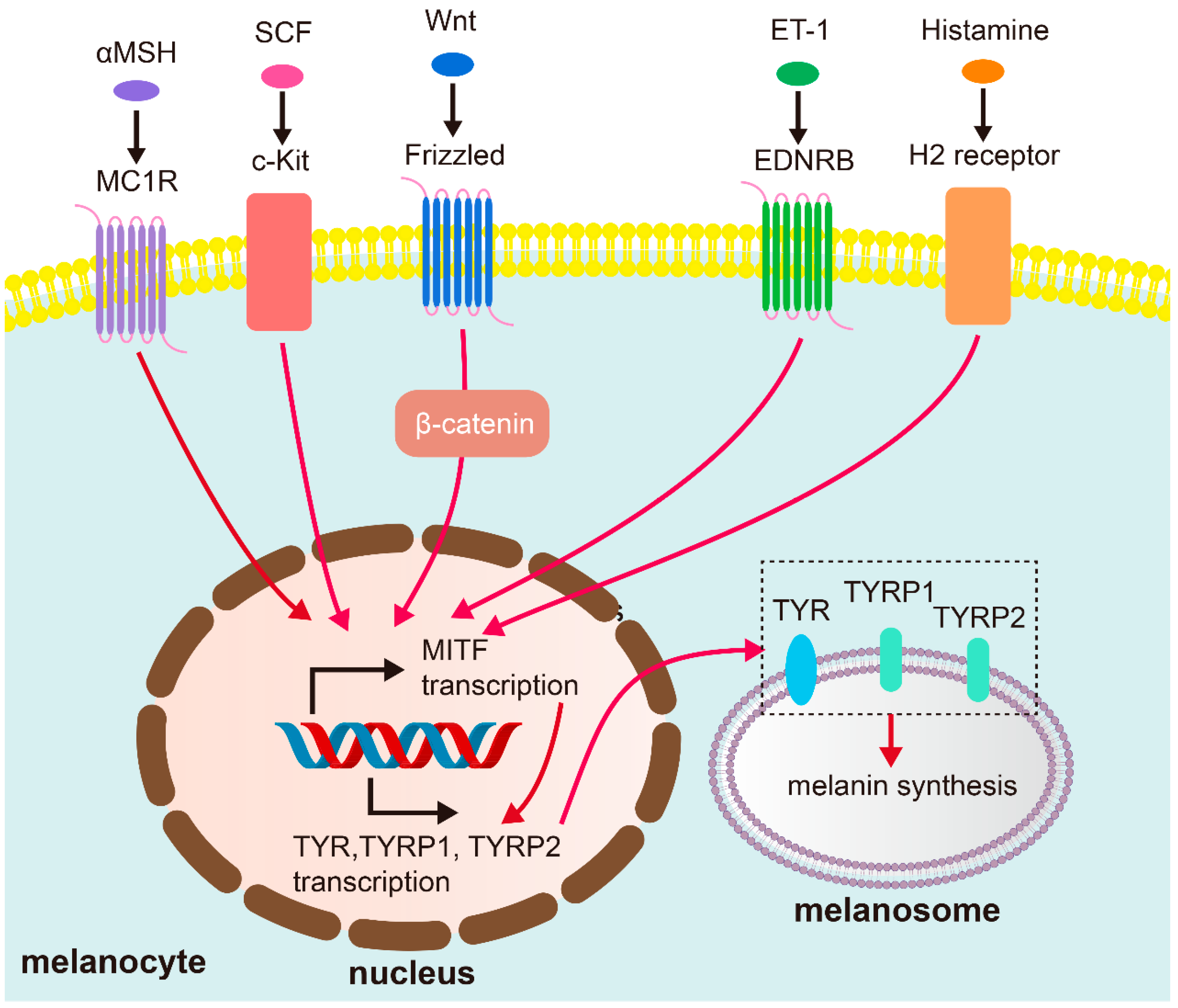 Biology 14 01402 g001