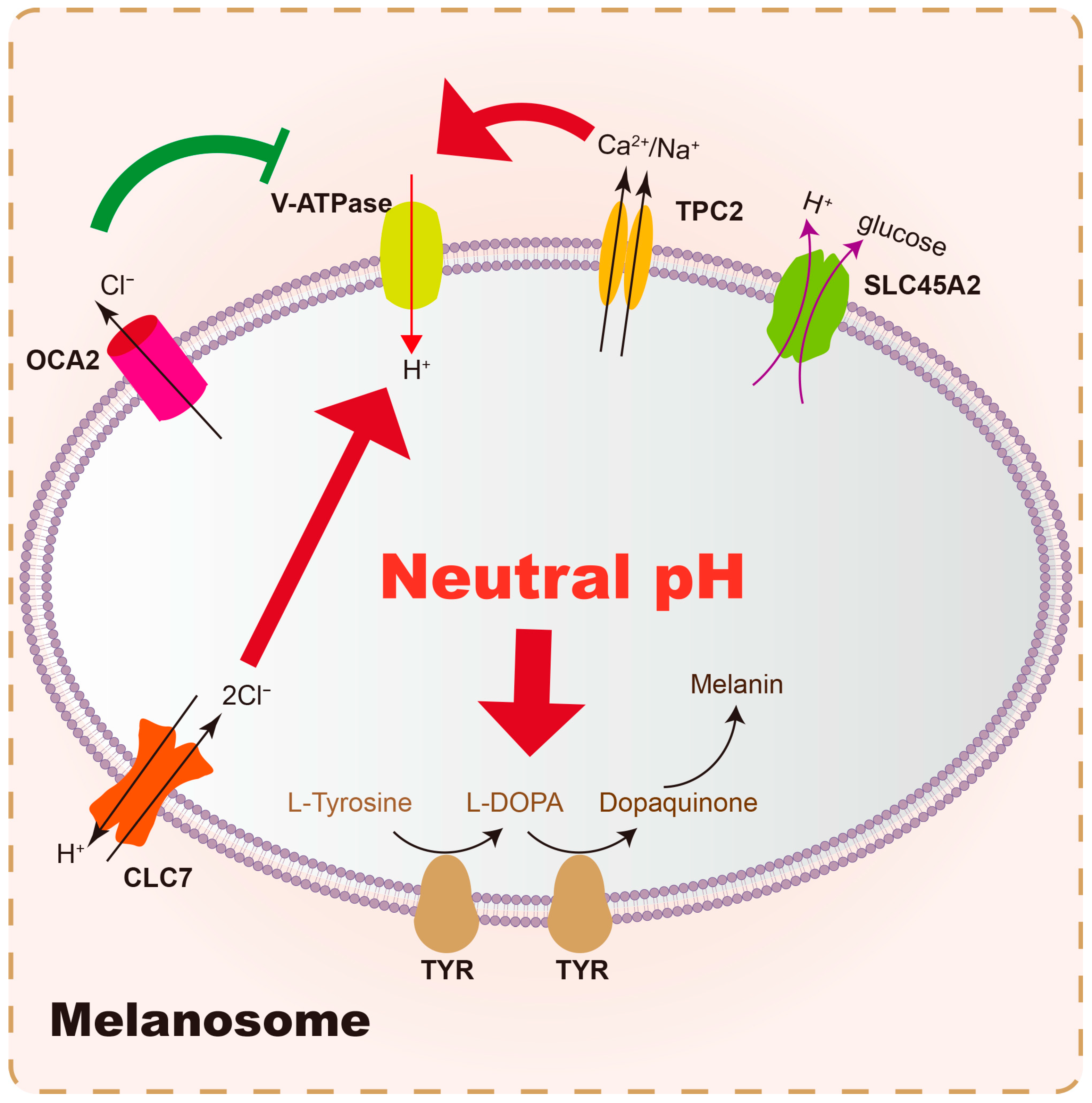 Biology 14 01402 g002