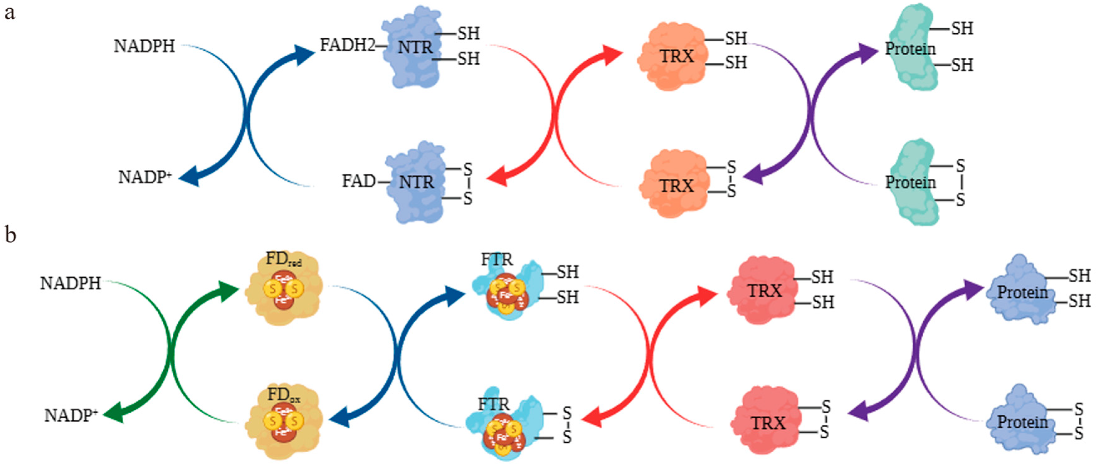 Biology 14 01404 g001 Biology 14 01404 g001
