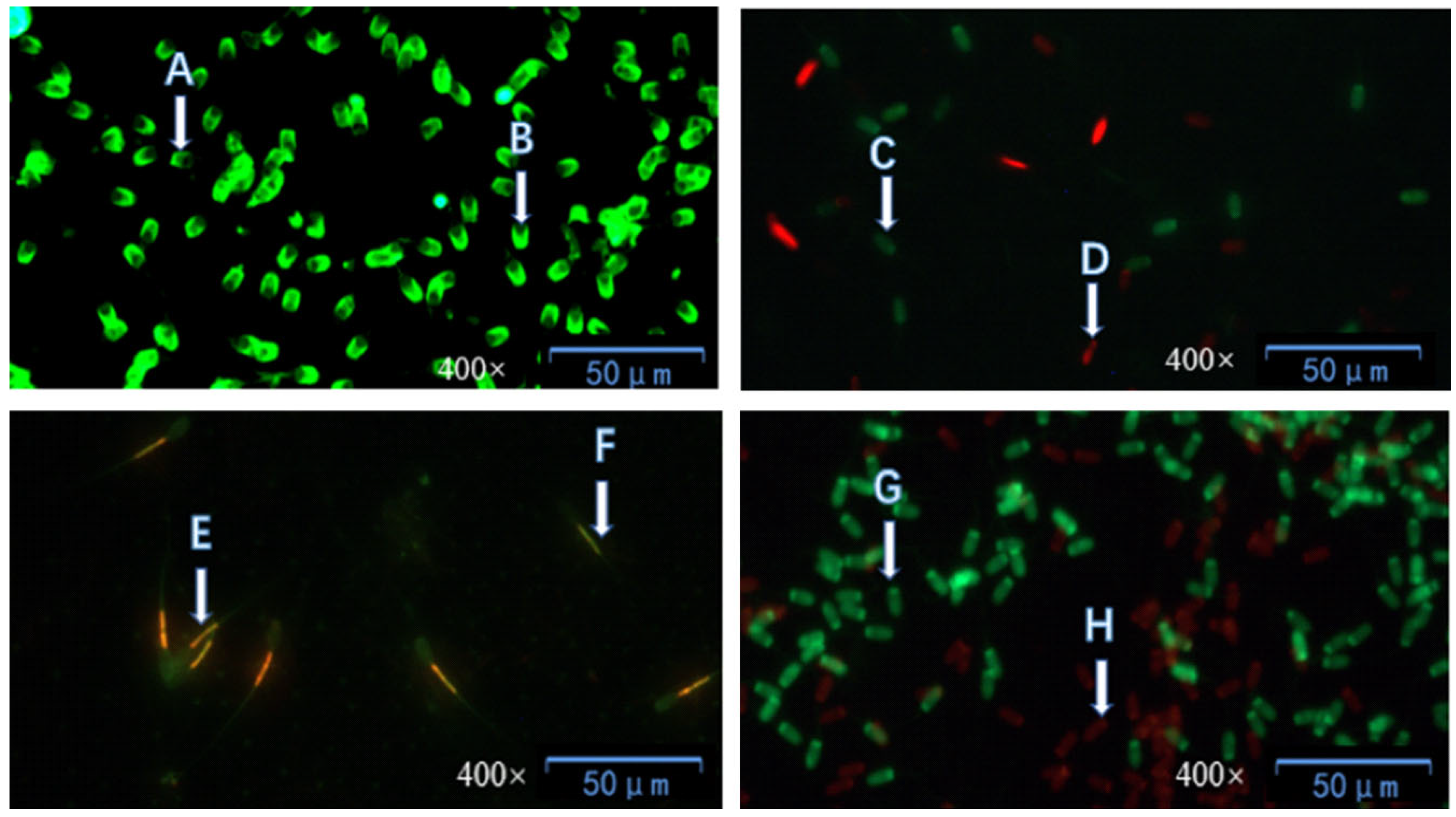 Biology 14 01406 g002