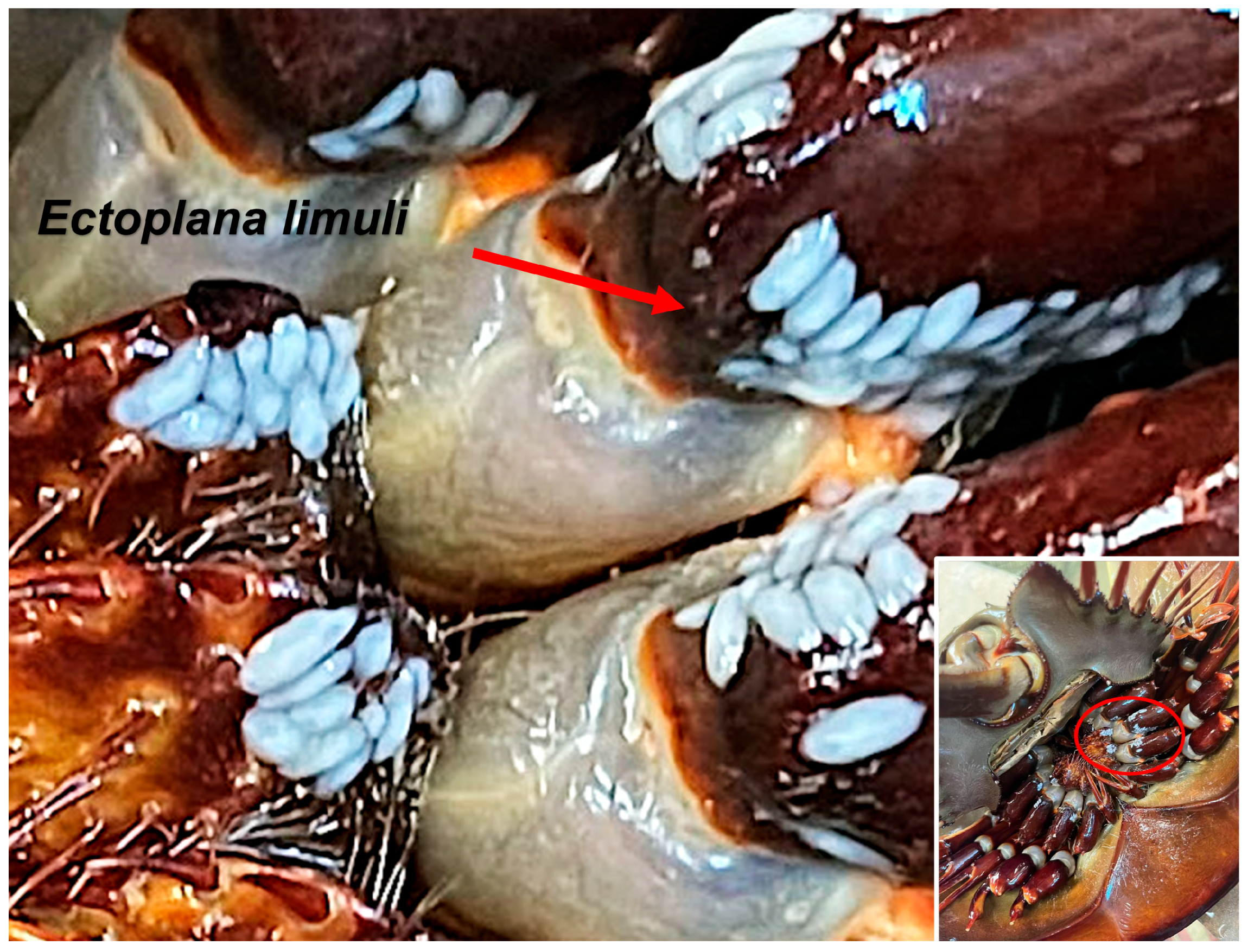 Biology 14 01412 g001 Biology 14 01412 g001