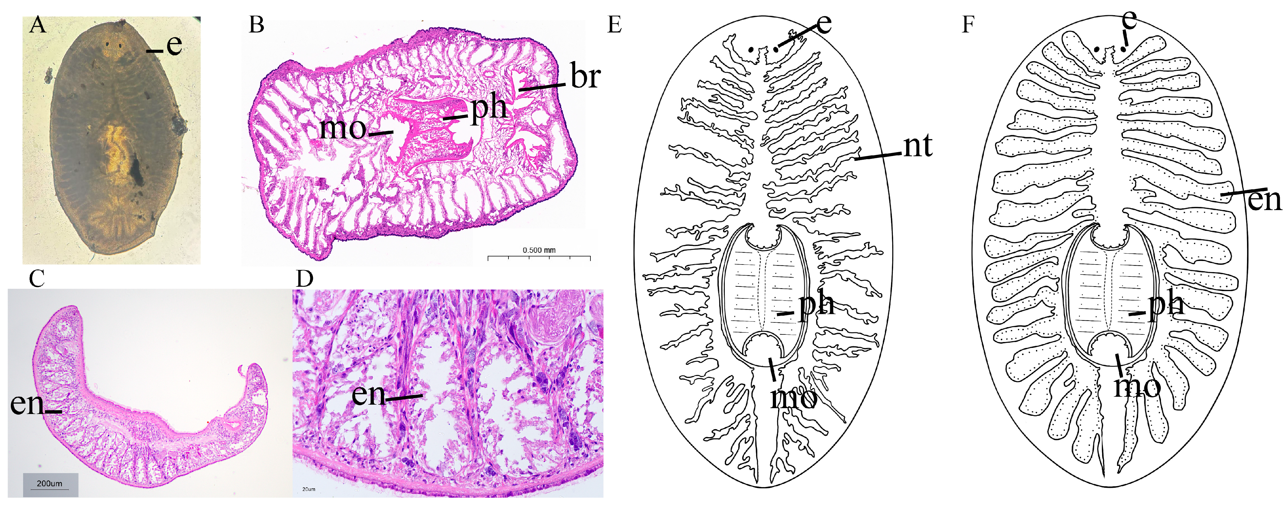 Biology 14 01412 g002 Biology 14 01412 g002