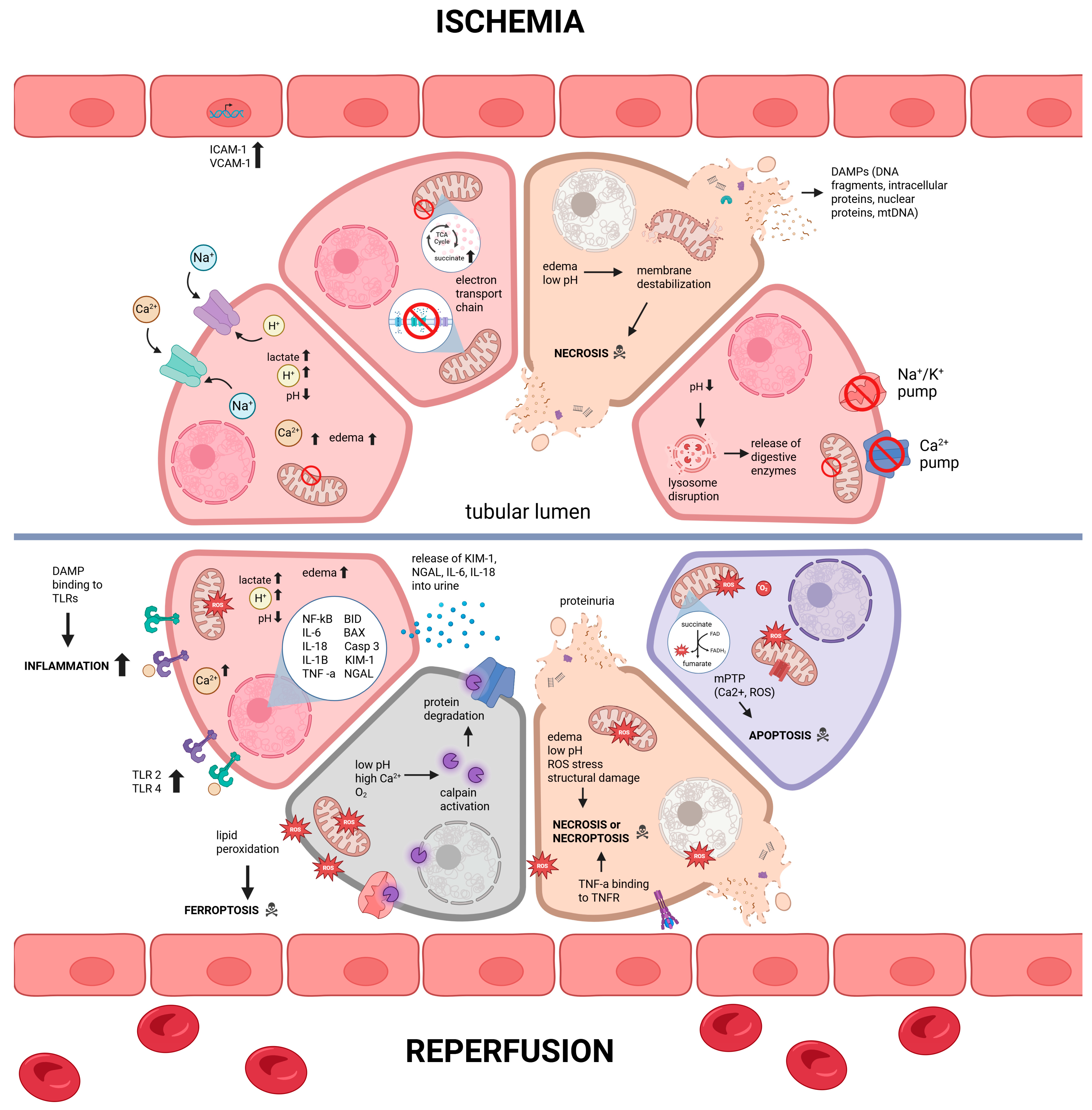 Biology 14 01415 g001 Biology 14 01415 g001