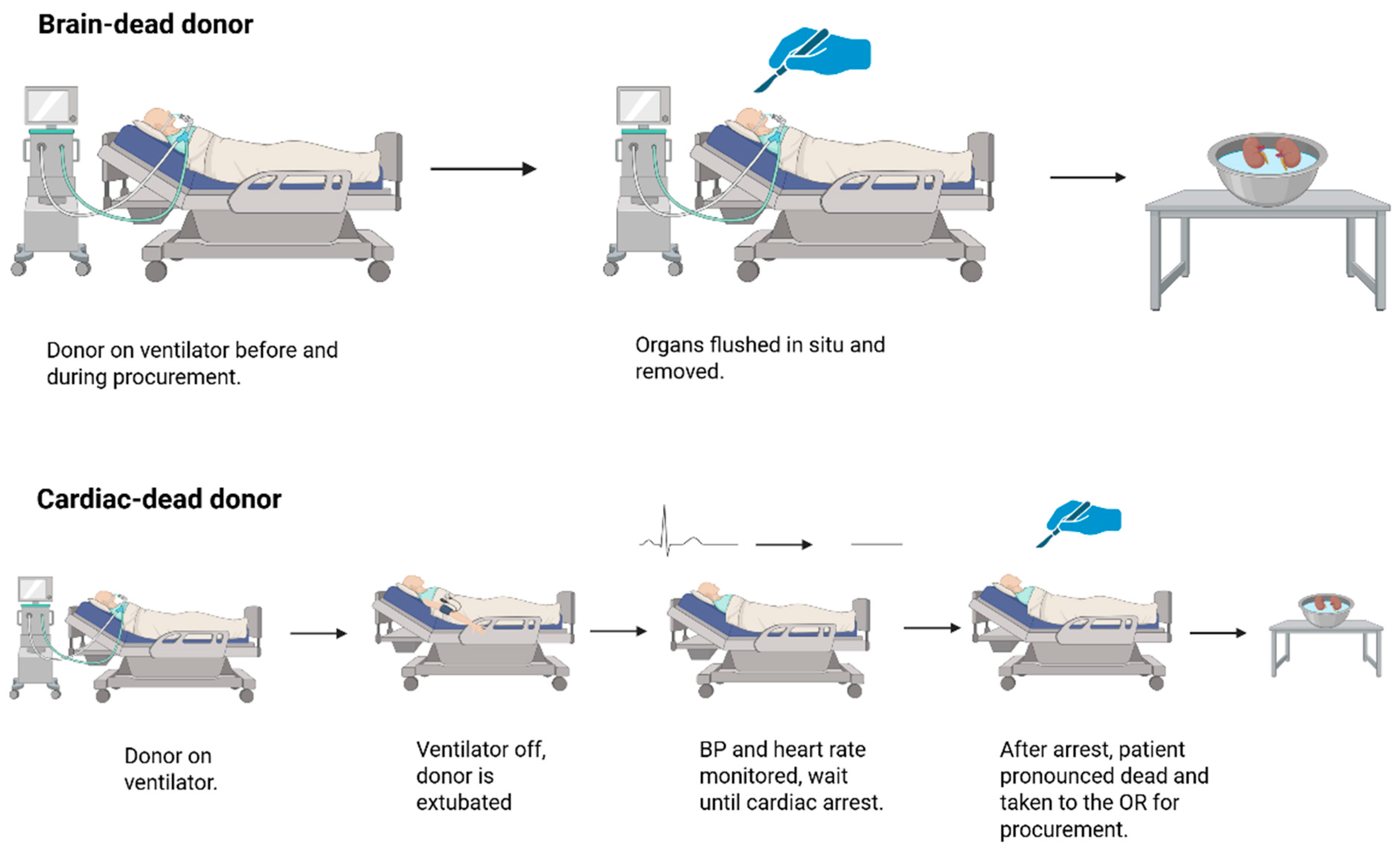 Biology 14 01415 g002 Biology 14 01415 g002