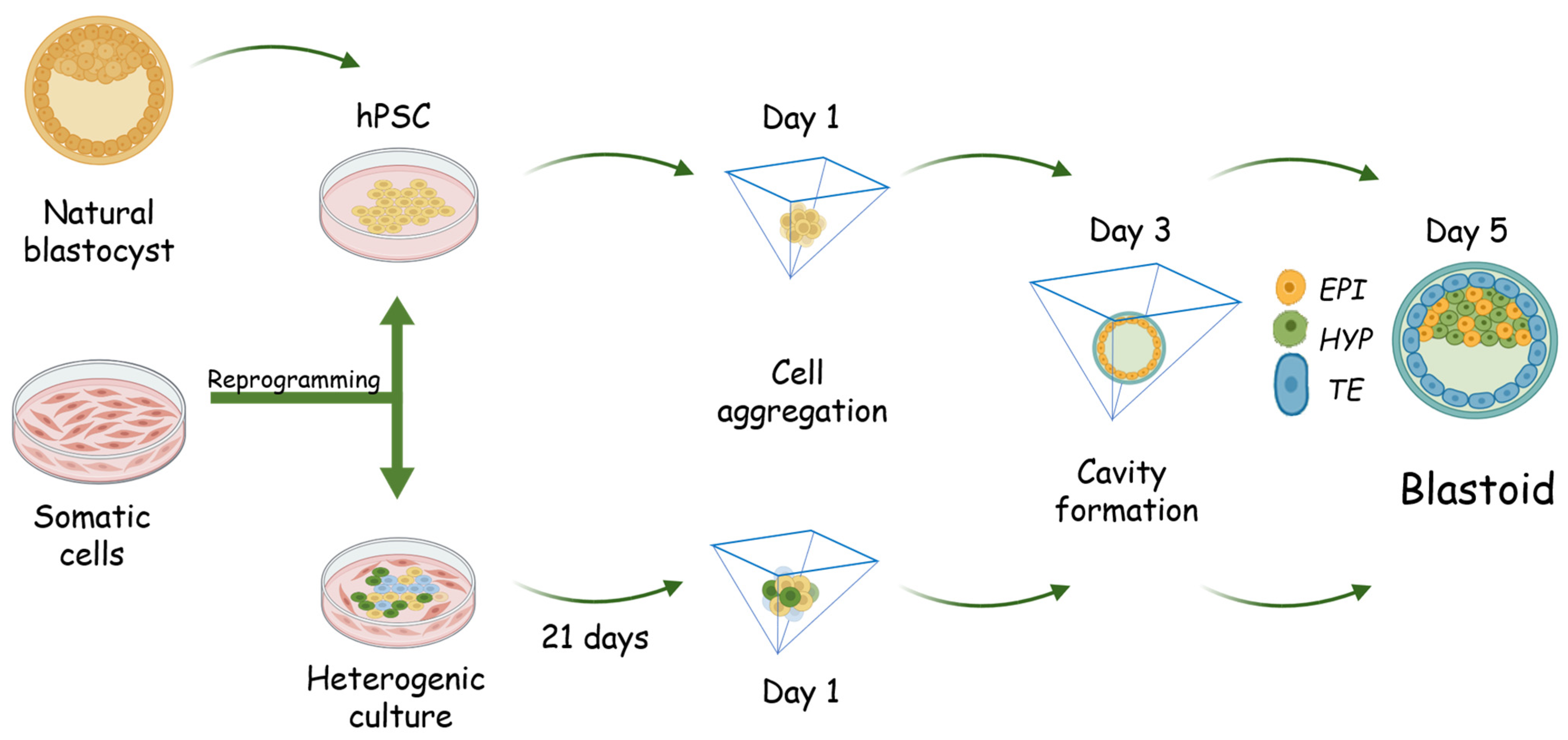 Biology 14 01439 g003