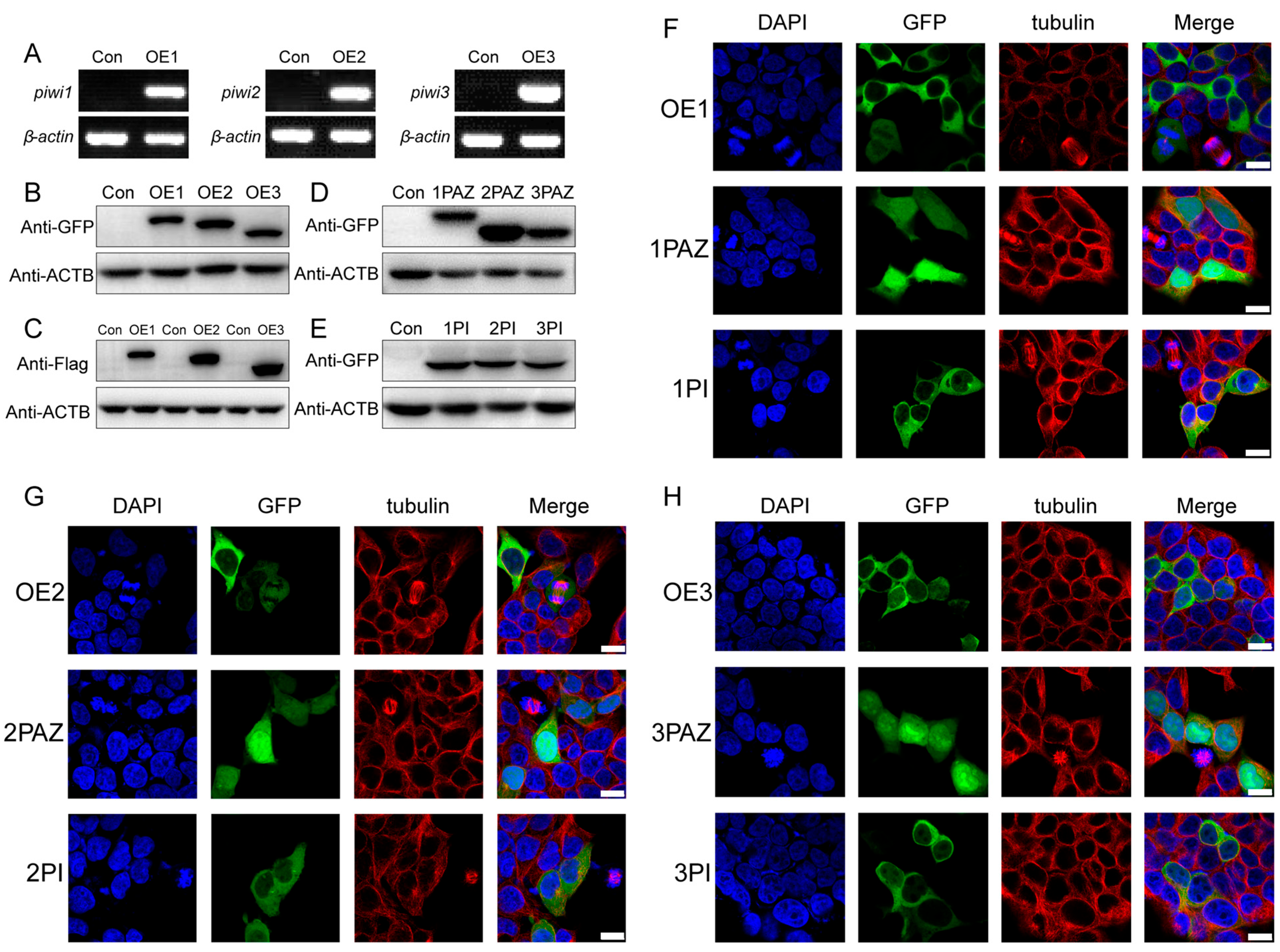 Biology 14 01440 g002 Biology 14 01440 g002