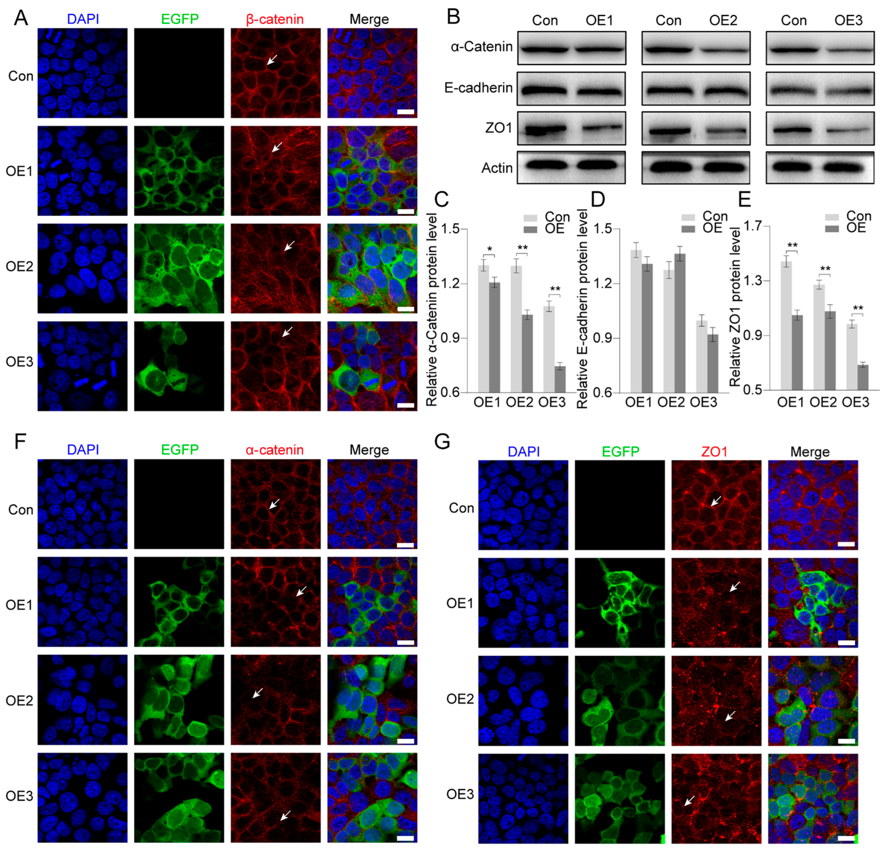Biology 14 01440 g006 Biology 14 01440 g006