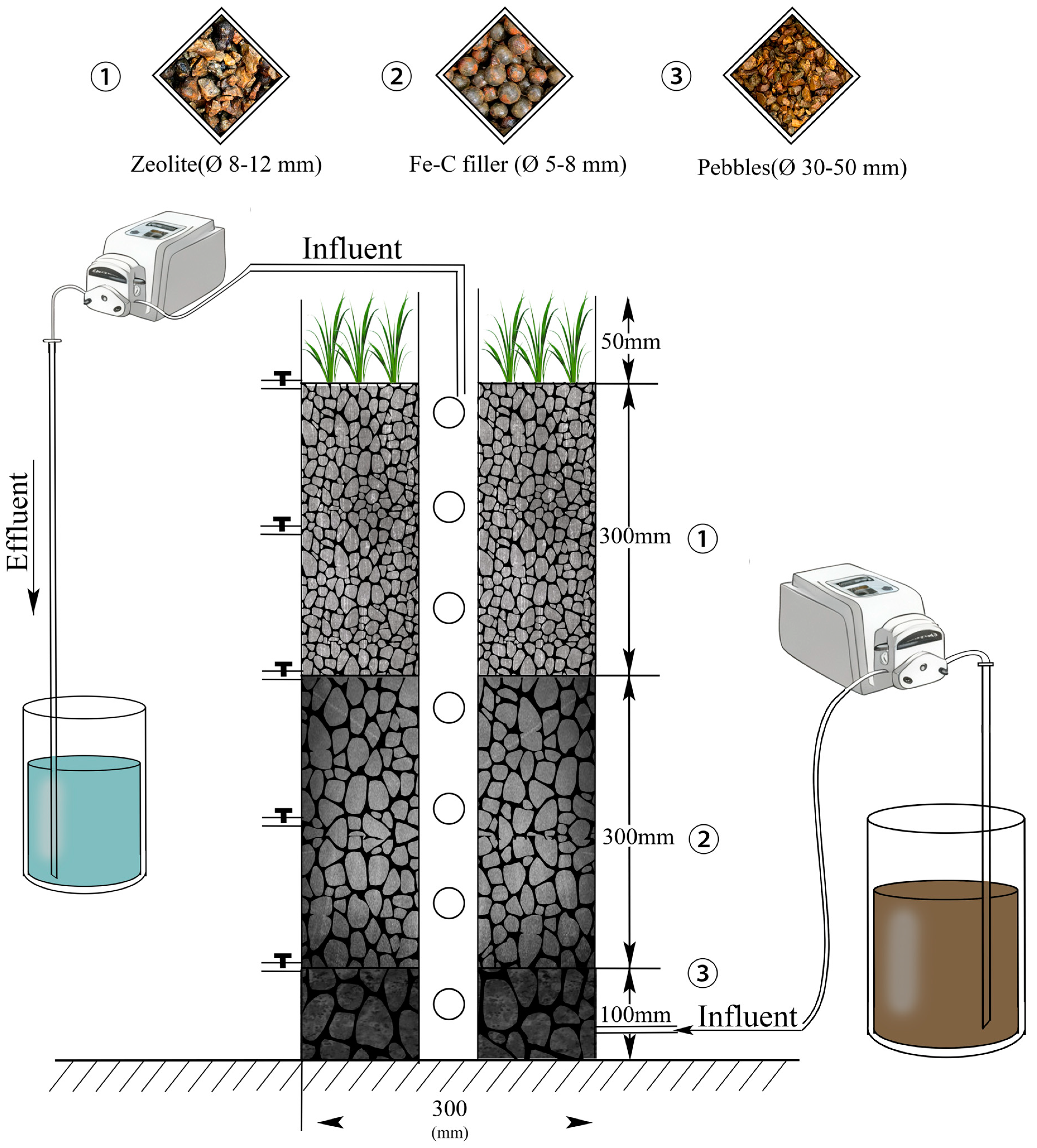 Biology 14 01459 g001
