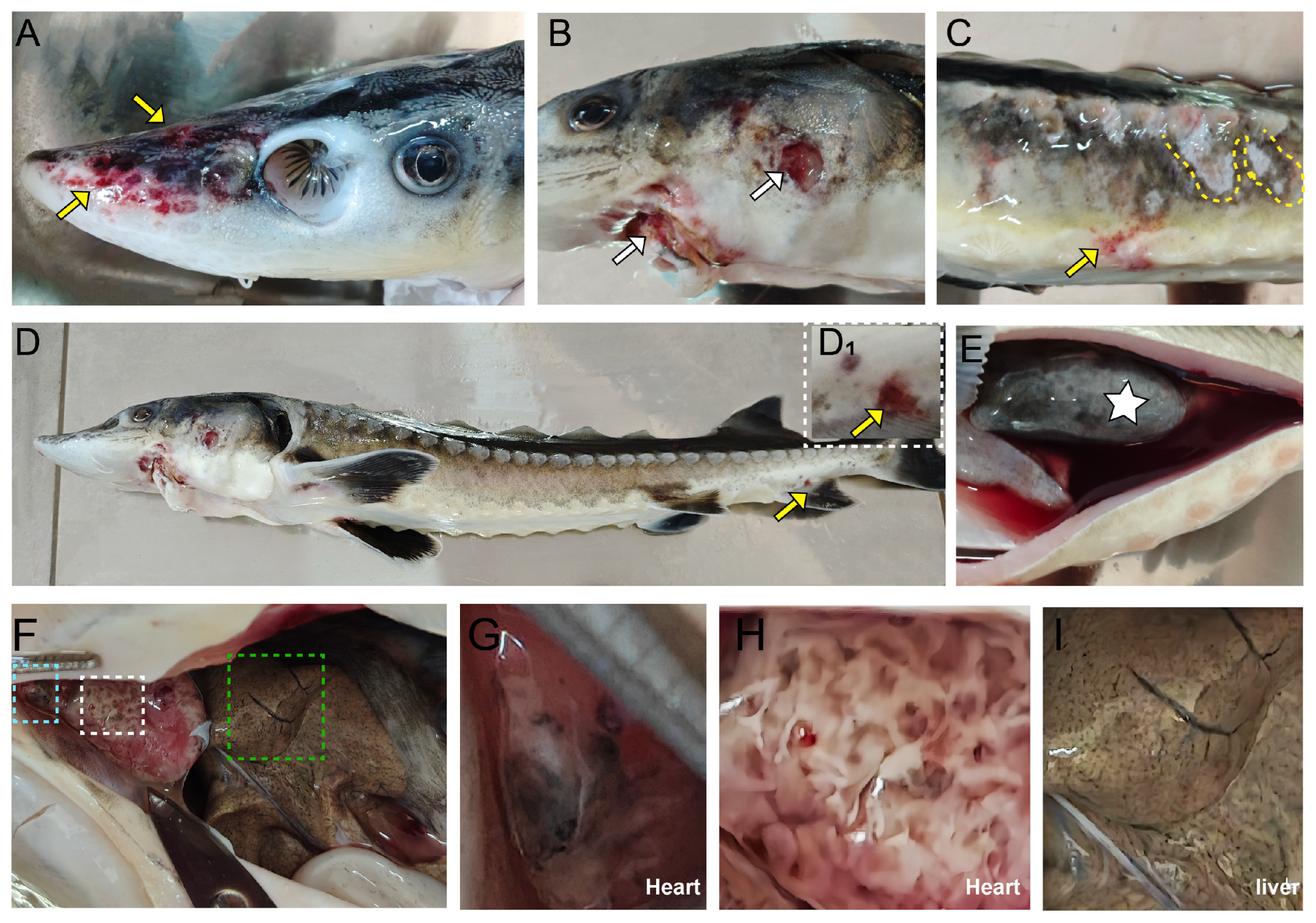 Biology 14 01498 g002